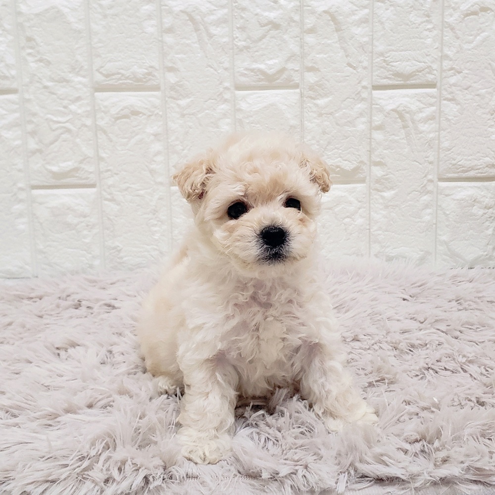 岡山県のビションプー(ビションフリーゼ×プードル) (犬の家＆猫の里岡山店/2025年9月13日生まれ/男の子/クリーム)の子犬の2枚目の画像