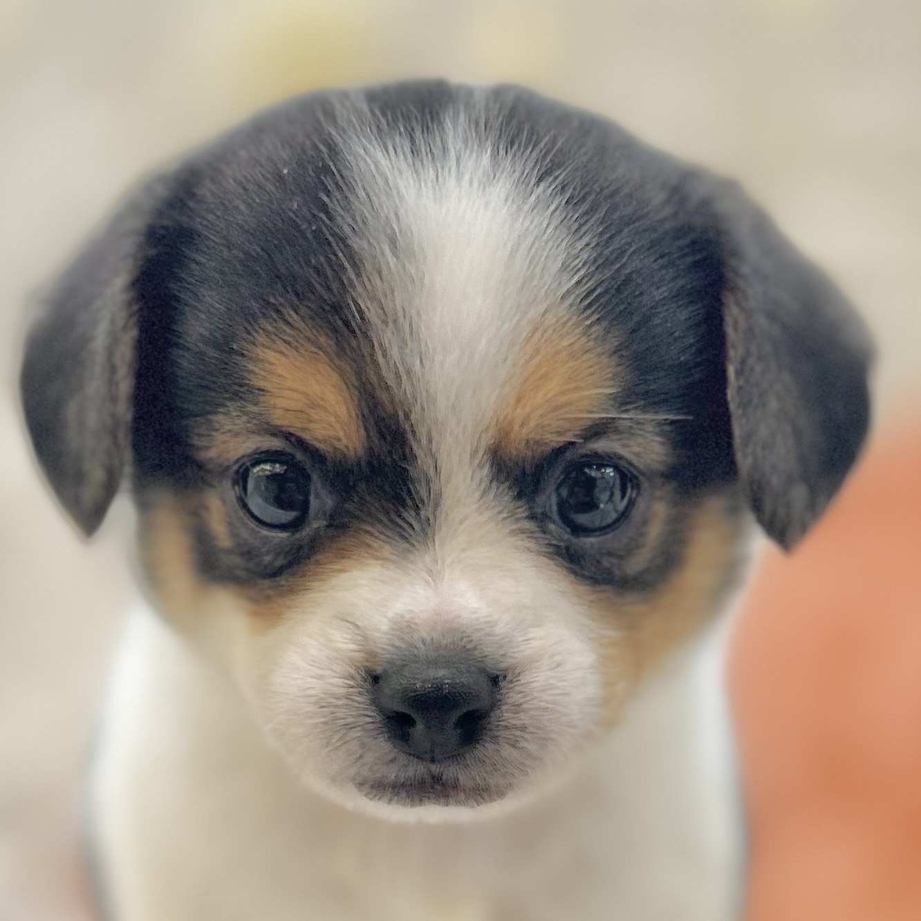 ハーフ犬男の子の写真