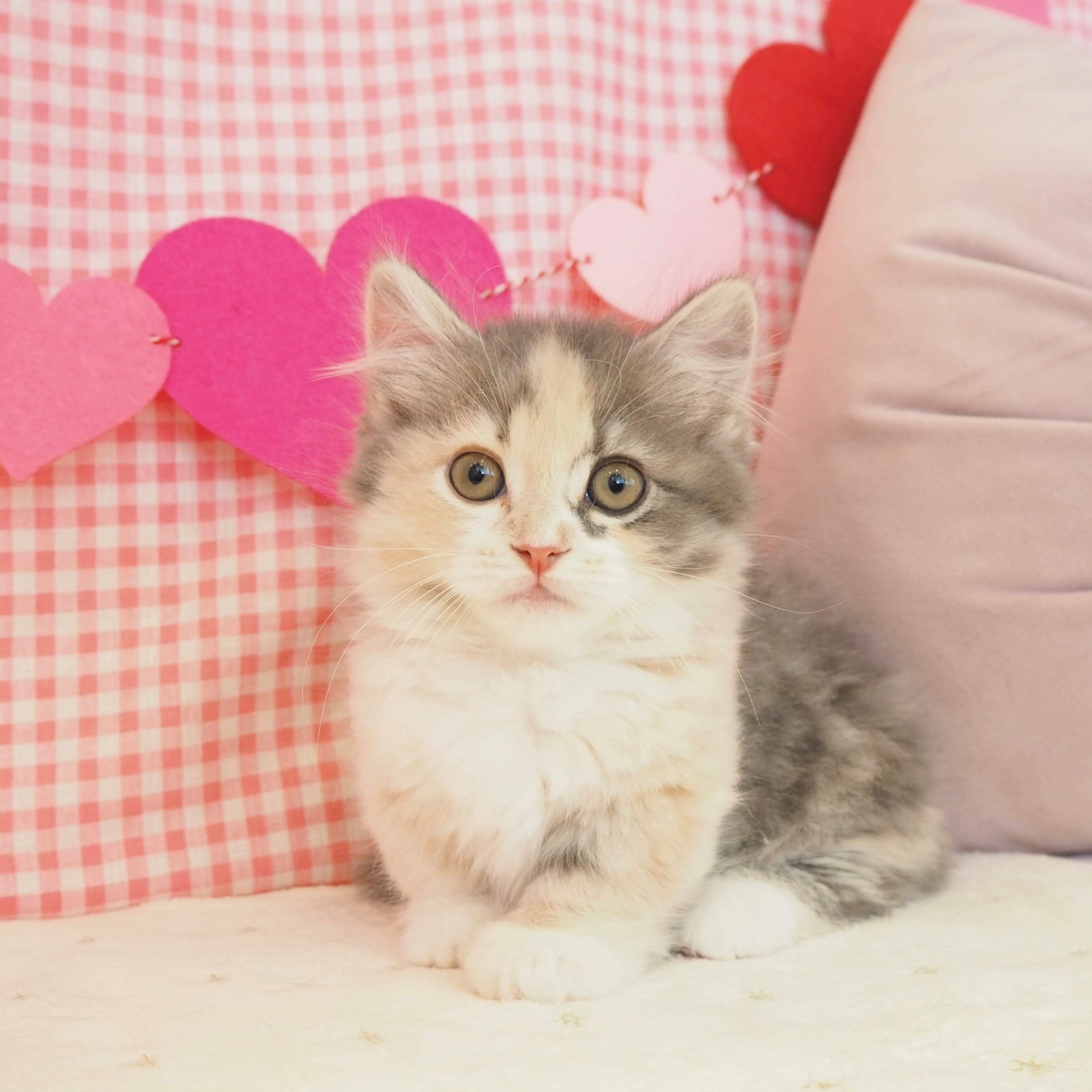 大阪府のミヌエット (犬の家＆猫の里もりのみやキューズモールBASE店/2025年9月6日生まれ/女の子/ブルーパッチドタビーホワイト)の子猫の1枚目の画像