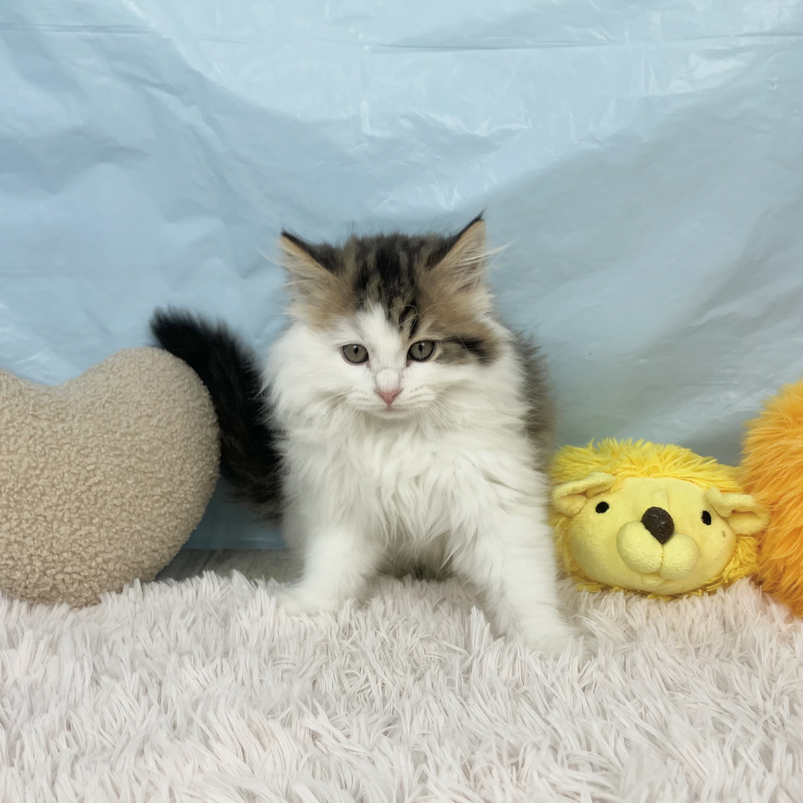 兵庫県のスコティッシュストレート (犬の家＆猫の里川西店/2025年9月6日生まれ/男の子/ブラウンタビーホワイト)の子猫の1枚目の画像