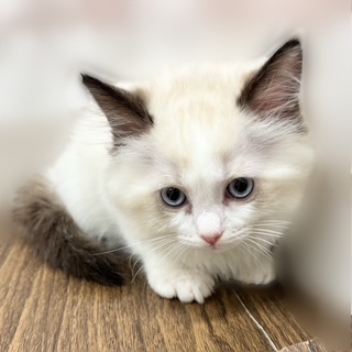 兵庫県のラグドール (犬の家＆猫の里カナート西神戸店/2025年9月9日生まれ/男の子/シールポイントバイカラー)の子猫の2枚目の画像