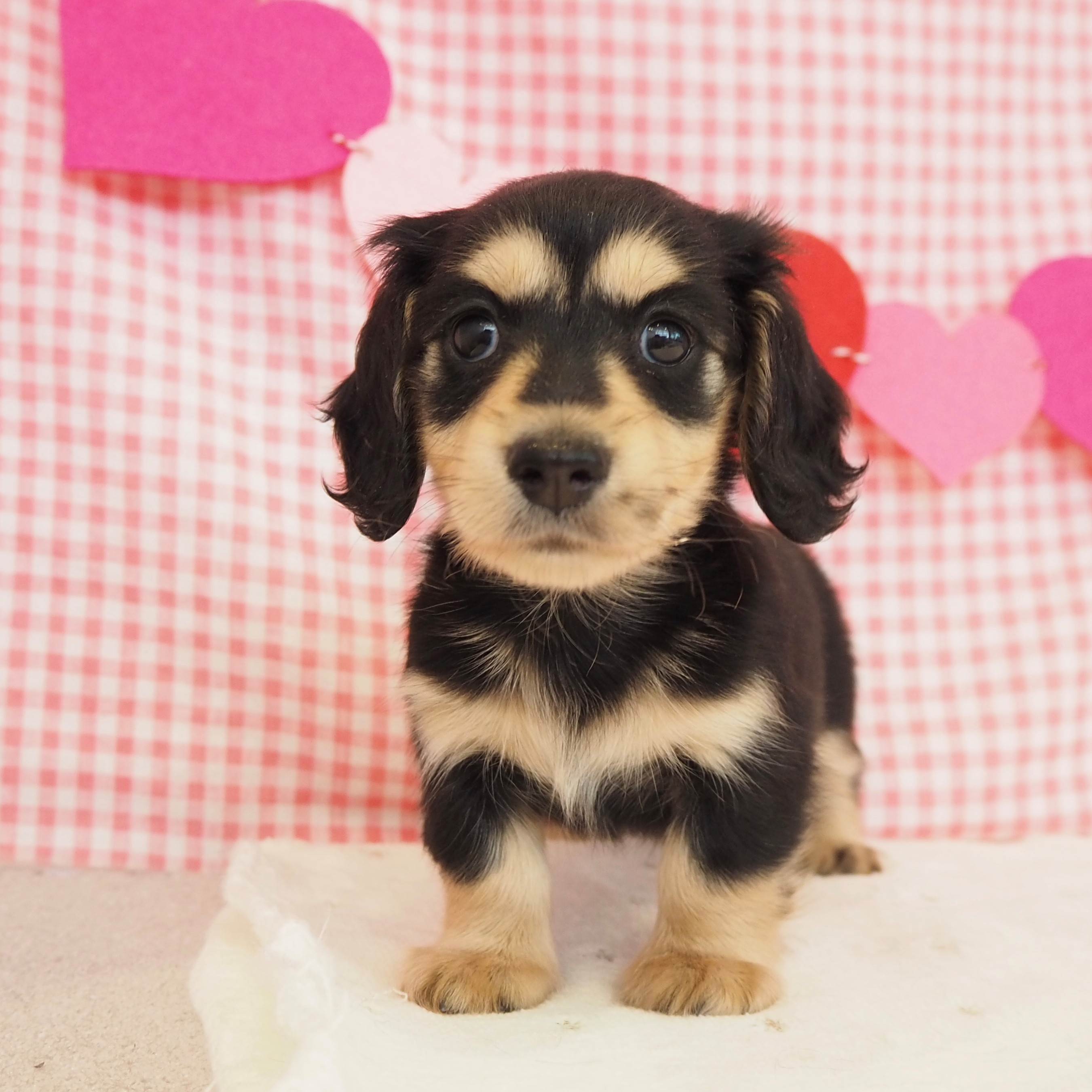 大阪府のカニンヘンダックスフンド(ロング) (犬の家＆猫の里もりのみやキューズモールBASE店/2025年9月12日生まれ/女の子/ブラックイエロー)の子犬の2枚目の画像