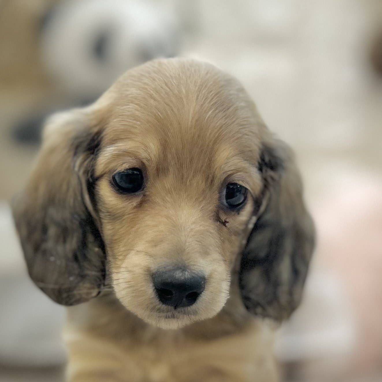 岡山県のミニチュアダックスフンド(ロング) (犬の家＆猫の里倉敷店/2025年9月12日生まれ/男の子/シェーデットイエロー)の子犬の1枚目の画像