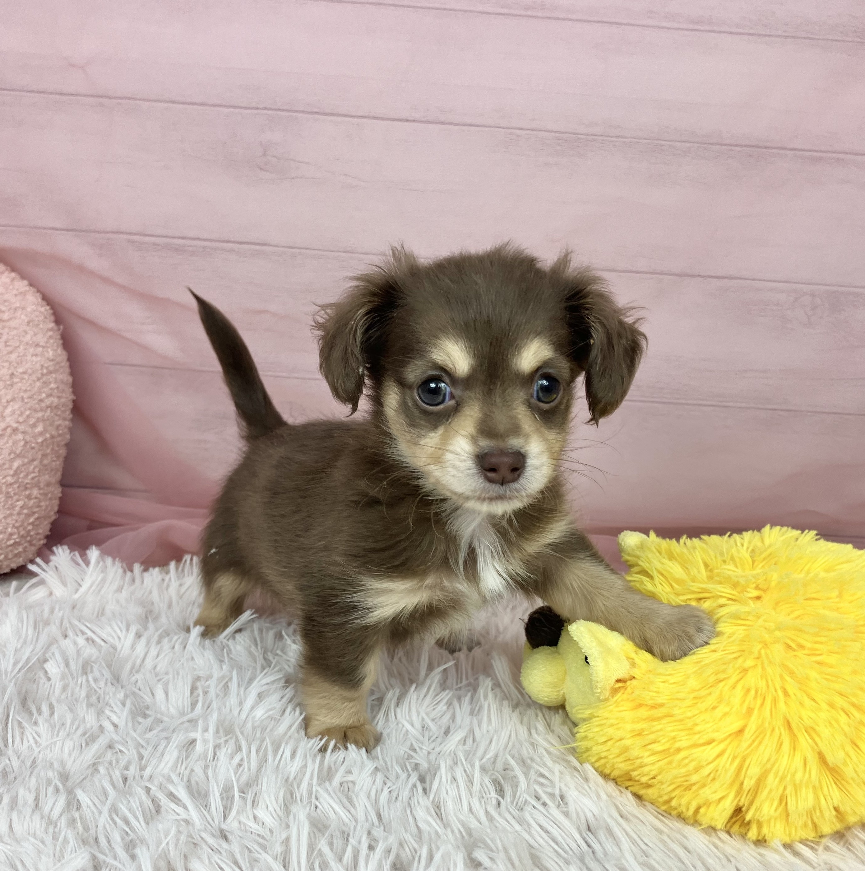 兵庫県のチワックス(チワワ×ダックス) (犬の家＆猫の里川西店/2025年9月12日生まれ/女の子/チョコレートクリーム)の子犬の1枚目の画像