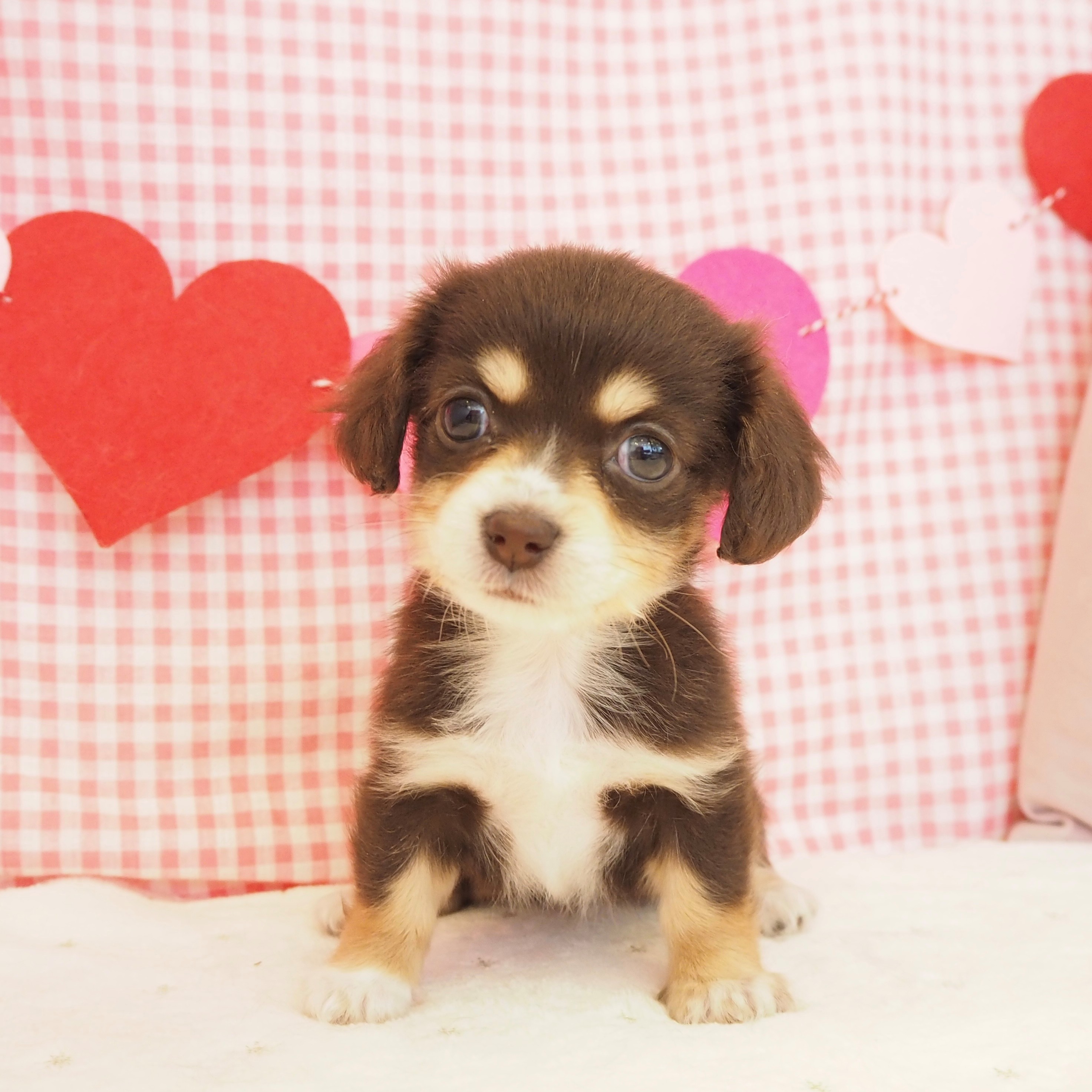 大阪府のチワックス(チワワ×ダックス) (犬の家＆猫の里もりのみやキューズモールBASE店/2025年9月12日生まれ/女の子/チョコレートクリーム)の子犬の2枚目の画像