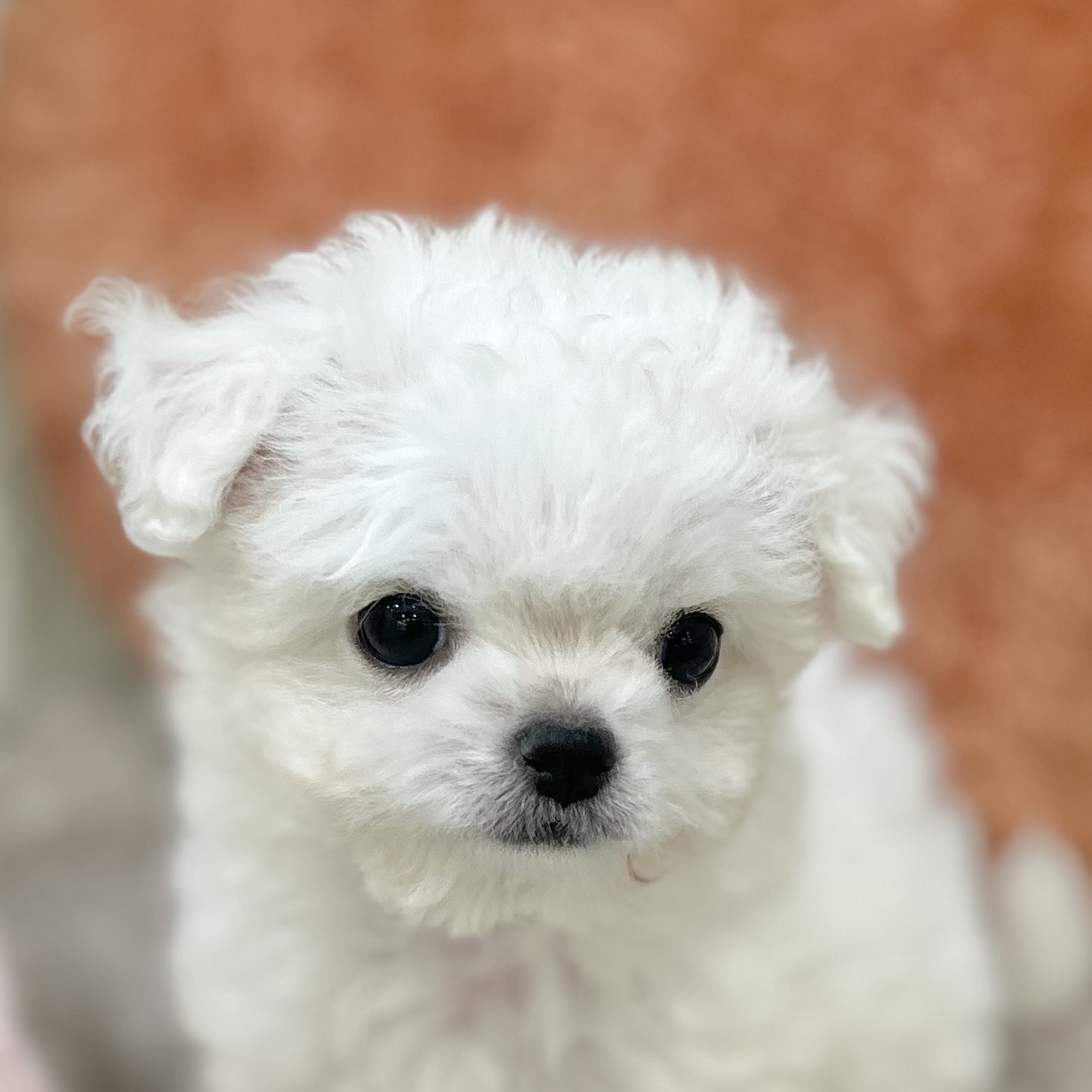 岡山県のチワマル/マルチワ(チワワ×マルチーズ) (犬の家＆猫の里倉敷店/2025年9月14日生まれ/女の子/ホワイト)の子犬の1枚目の画像