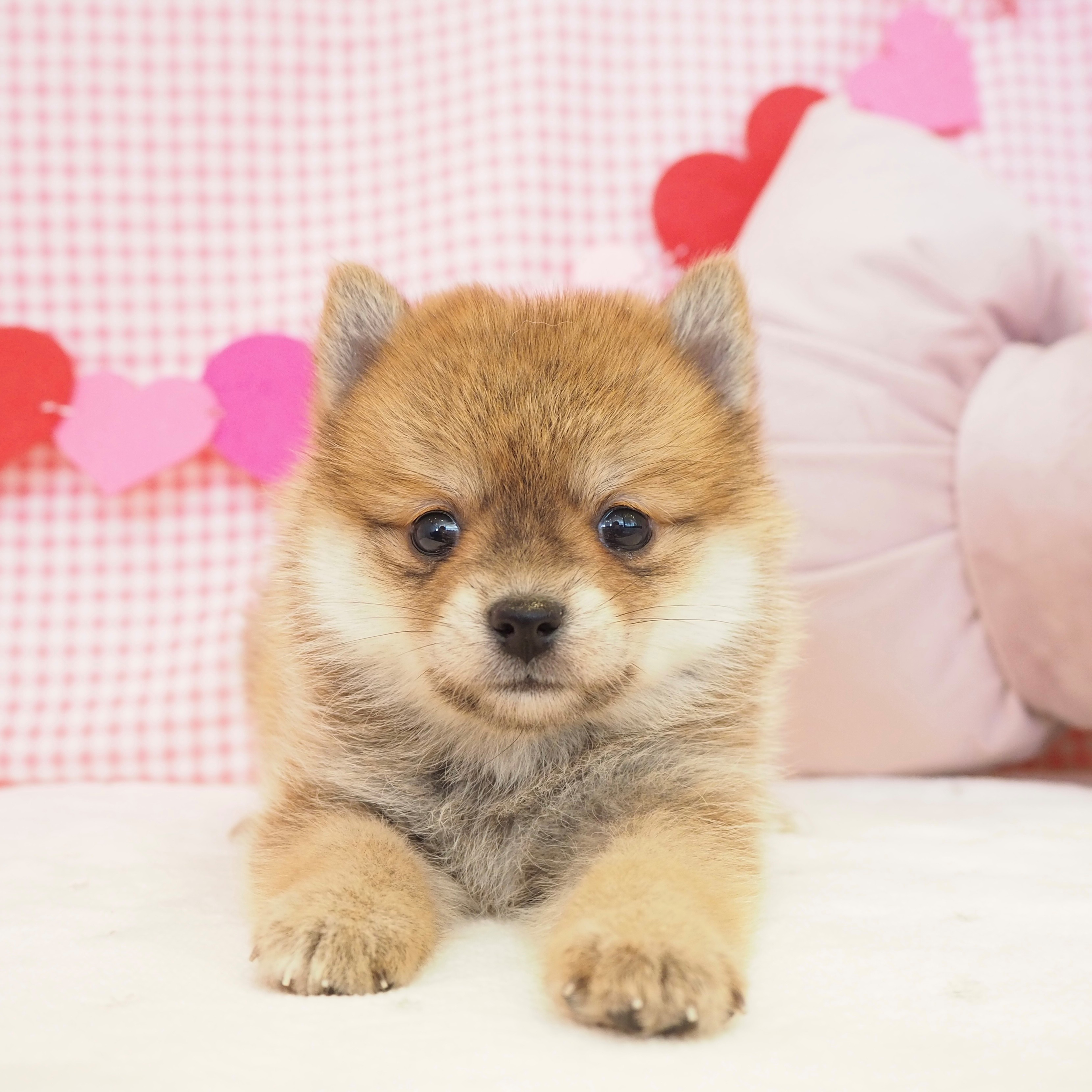 大阪府のポメ柴/豆ポメ/ポメ豆柴(ポメラニアン×柴犬) (犬の家＆猫の里もりのみやキューズモールBASE店/2025年9月14日生まれ/女の子/赤)の子犬の2枚目の画像