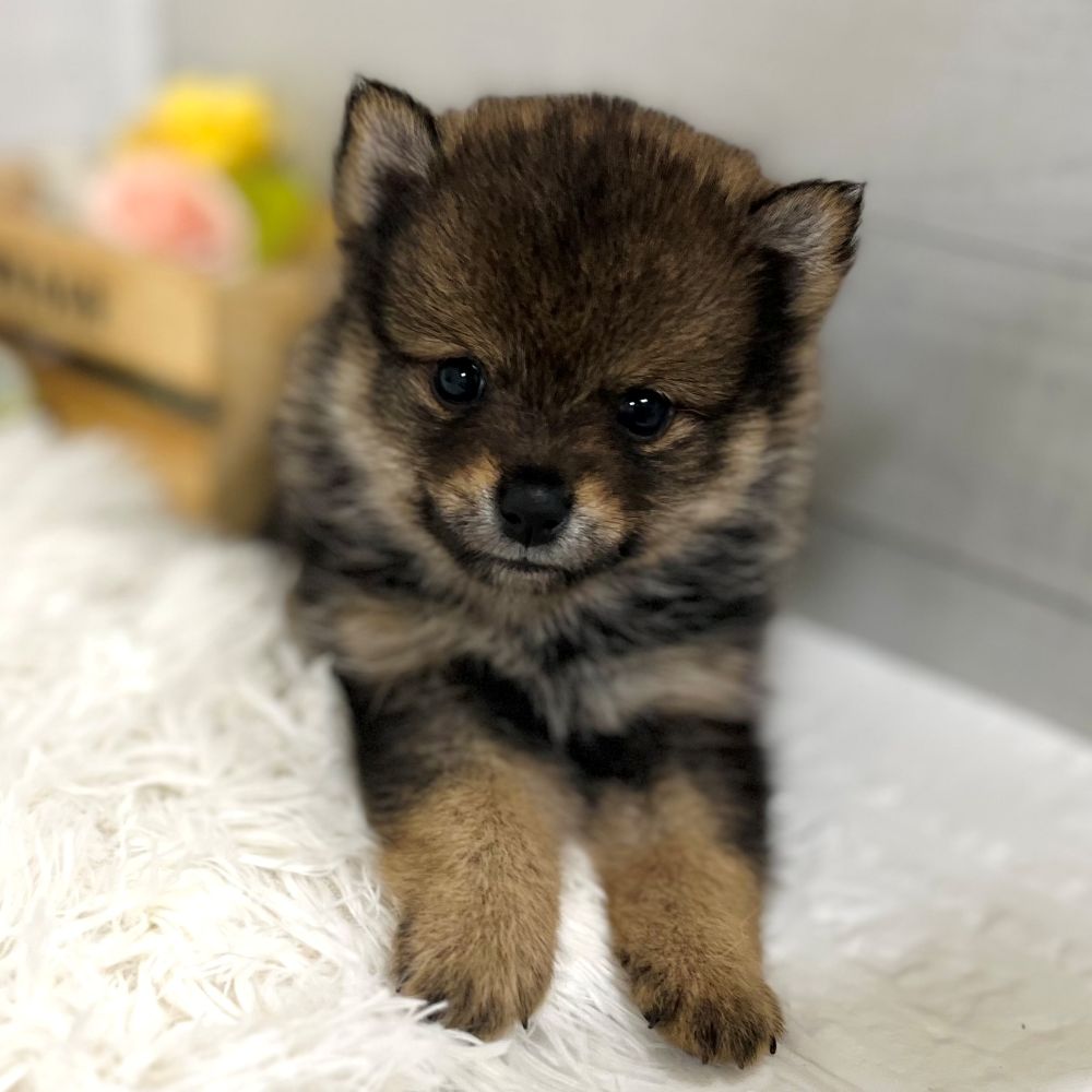 愛知県のポメ柴/豆ポメ/ポメ豆柴(ポメラニアン×柴犬) (犬の家＆猫の里豊田店/2025年9月14日生まれ/女の子/ウルフセーブル)の子犬の2枚目の画像