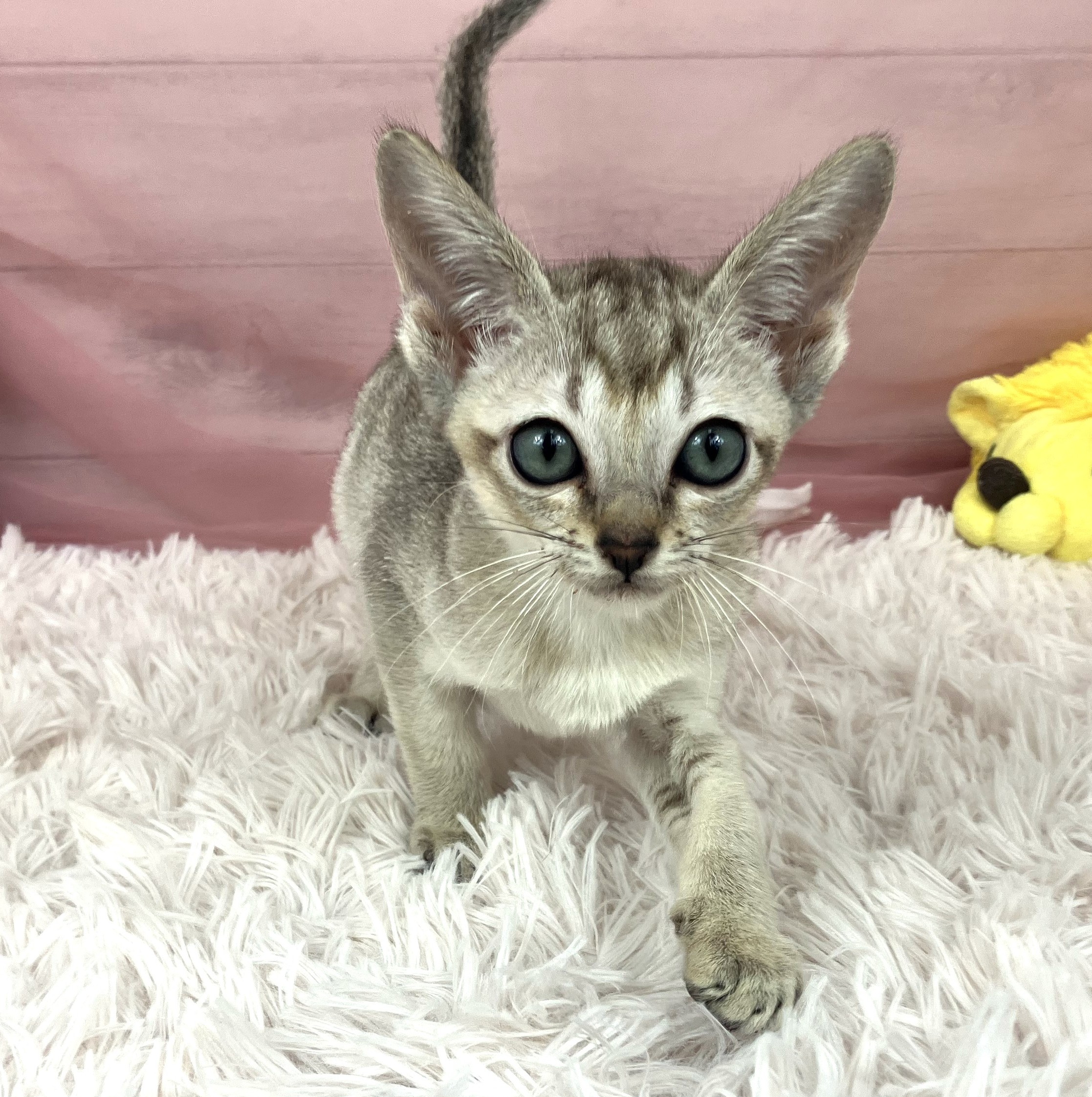 兵庫県のシンガプーラ (犬の家＆猫の里川西店/2025年9月8日生まれ/女の子/セピアアグーティ)の子猫の2枚目の画像