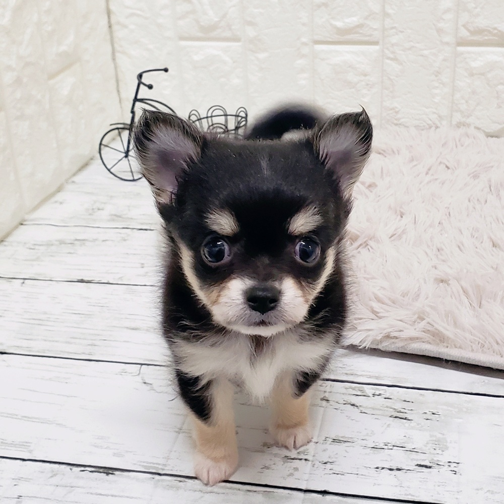 岡山県のチワワ(ロング) (犬の家＆猫の里岡山店/2025年9月12日生まれ/女の子/ブラッククリーム)の子犬の2枚目の画像