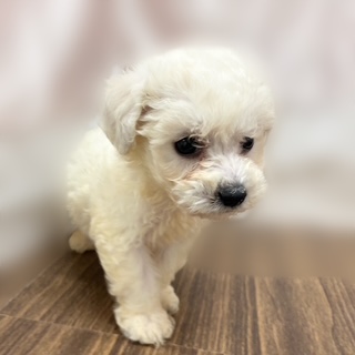 兵庫県のビションフリーゼ (犬の家＆猫の里カナート西神戸店/2025年9月14日生まれ/男の子/ホワイト)の子犬の2枚目の画像