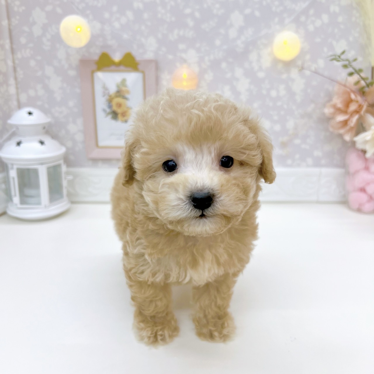 富山県のビションプー(ビションフリーゼ×プードル) (犬の家＆猫の里富山店/2025年9月6日生まれ/男の子/クリーム)の子犬の1枚目の画像