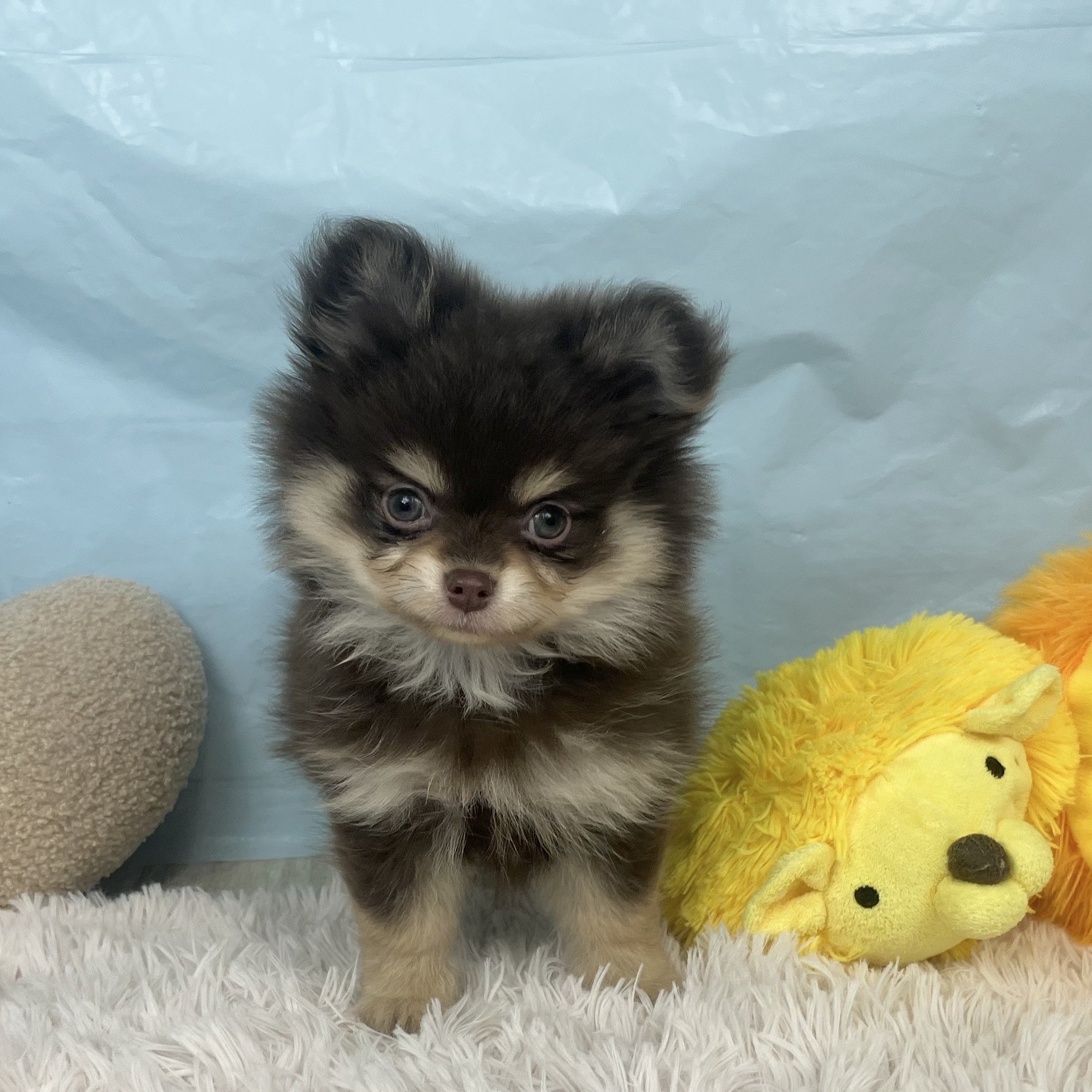 兵庫県のポメチワ/チワポメ/ポメチー(ポメラニアン×チワワ) (犬の家＆猫の里川西店/2025年9月14日生まれ/男の子/チョコレートタン)の子犬の1枚目の画像