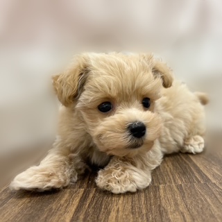 兵庫県のマルプー(マルチーズ×プードル) (犬の家＆猫の里カナート西神戸店/2025年9月12日生まれ/男の子/クリーム)の子犬