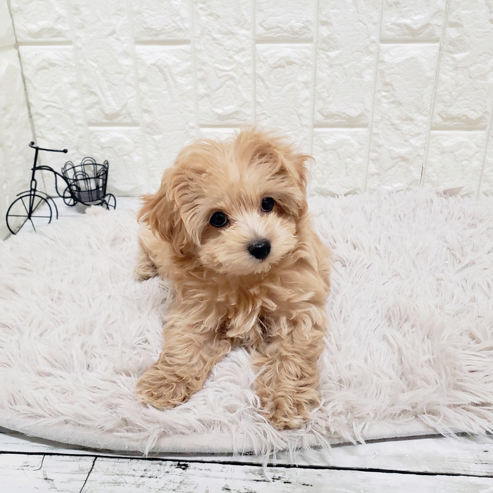 岡山県のマルプー(マルチーズ×プードル) (犬の家＆猫の里岡山店/2025年9月8日生まれ/女の子/クリーム)の子犬の2枚目の画像
