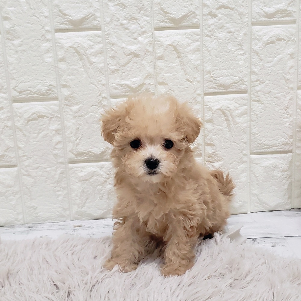 岡山県のマルプー(マルチーズ×プードル) (犬の家＆猫の里岡山店/2025年9月14日生まれ/女の子/クリーム)の子犬の2枚目の画像