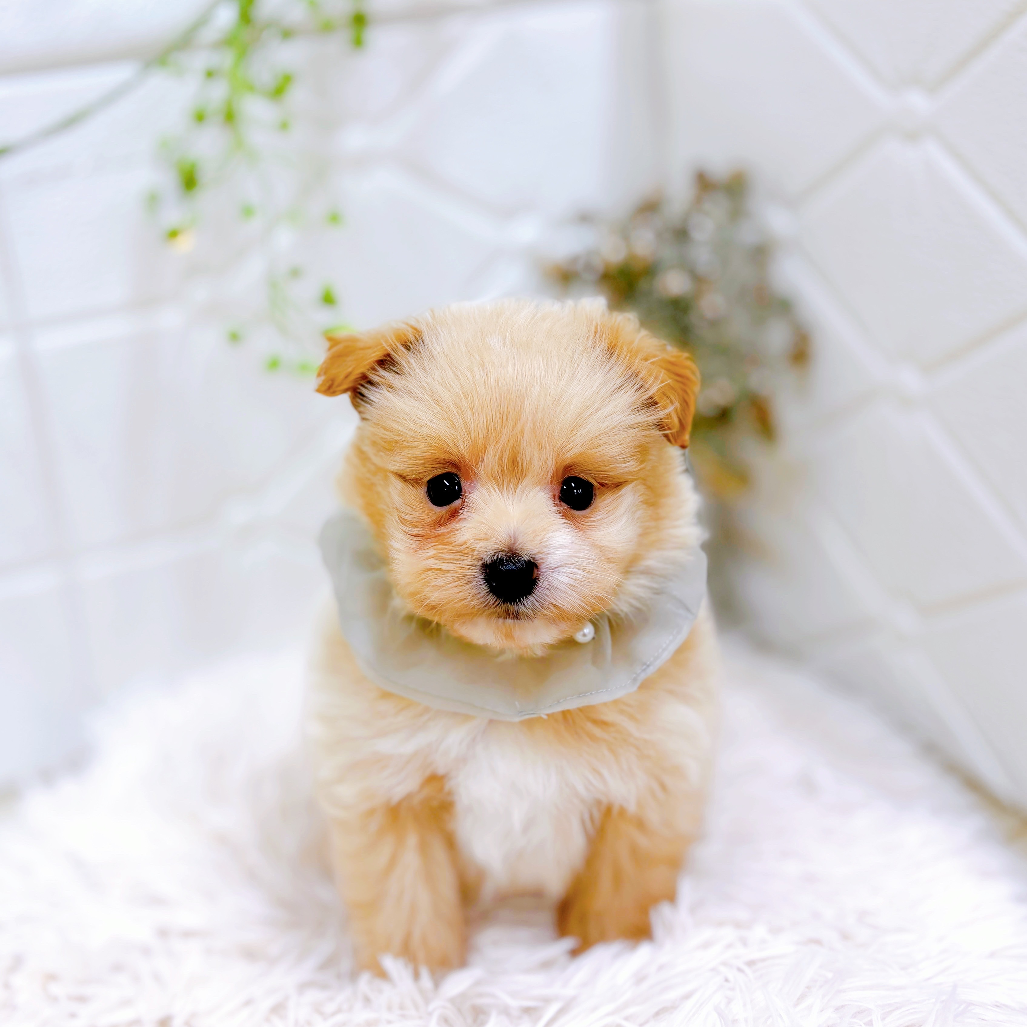 福井県のポメプー(ポメラニアン×プードル) (犬の家＆猫の里アミーゴ福井店/2025年9月8日生まれ/男の子/クリーム)の子犬の1枚目の画像