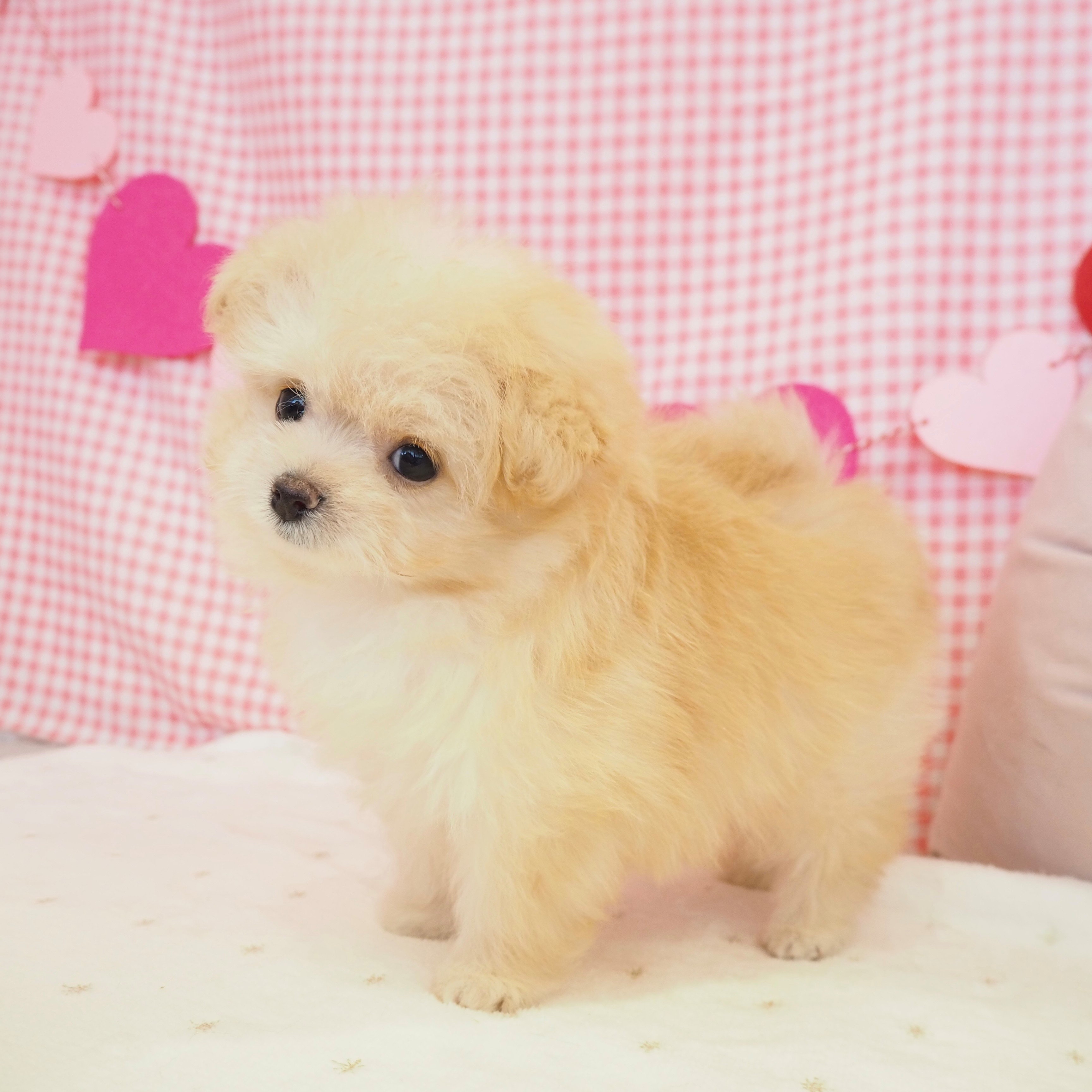 大阪府のポメプー(ポメラニアン×プードル) (犬の家＆猫の里もりのみやキューズモールBASE店/2025年9月11日生まれ/男の子/オレンジフォーン)の子犬の2枚目の画像