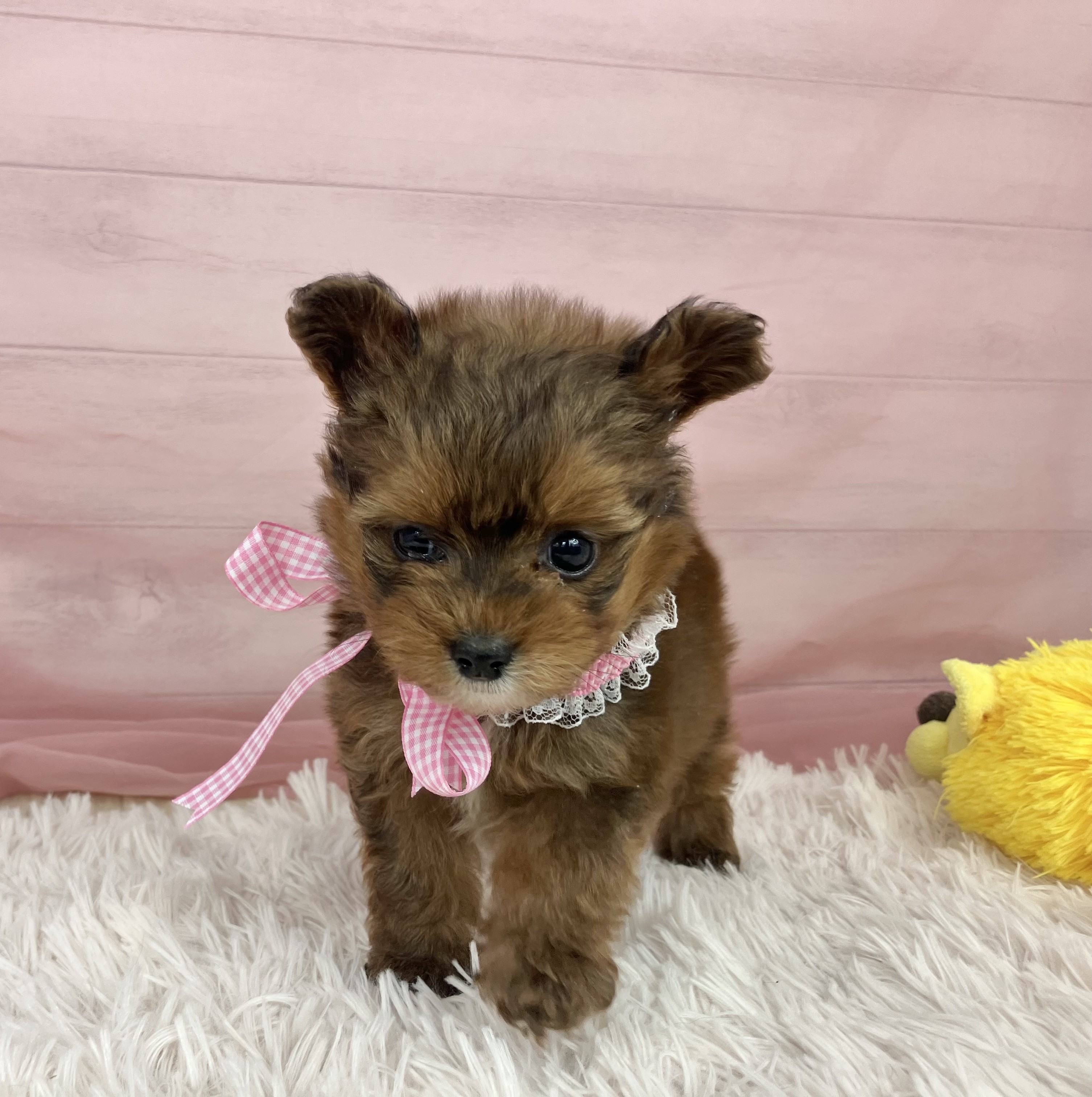 兵庫県のポメプー(ポメラニアン×プードル) (犬の家＆猫の里川西店/2025年9月12日生まれ/女の子/オレンジ)の子犬の2枚目の画像