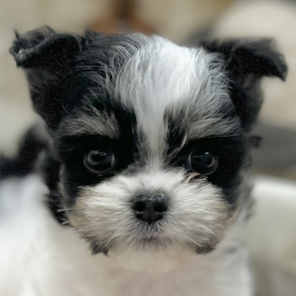 岡山県のチワマル/マルチワ(チワワ×マルチーズ) (犬の家＆猫の里倉敷店/2025年9月11日生まれ/男の子/ホワイトブラック)の子犬の1枚目の画像