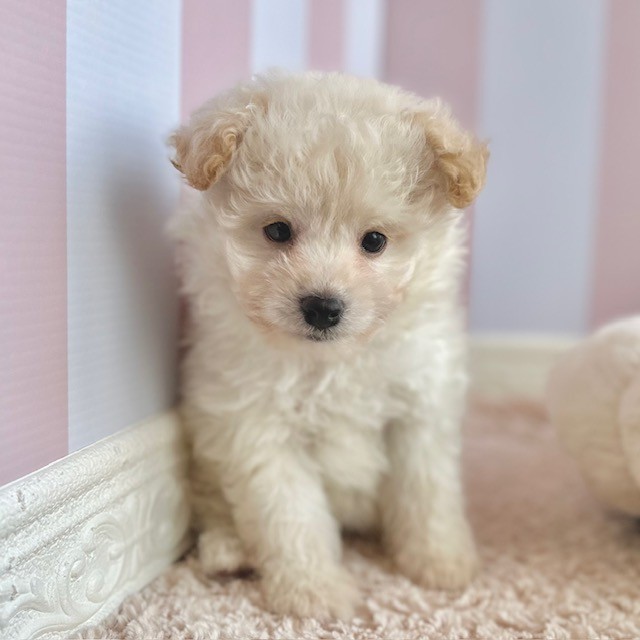 岡山県のポメビション(ポメラニアン×ビションフリーゼ) (犬の家＆猫の里倉敷中庄店/2025年9月13日生まれ/男の子/クリーム)の子犬