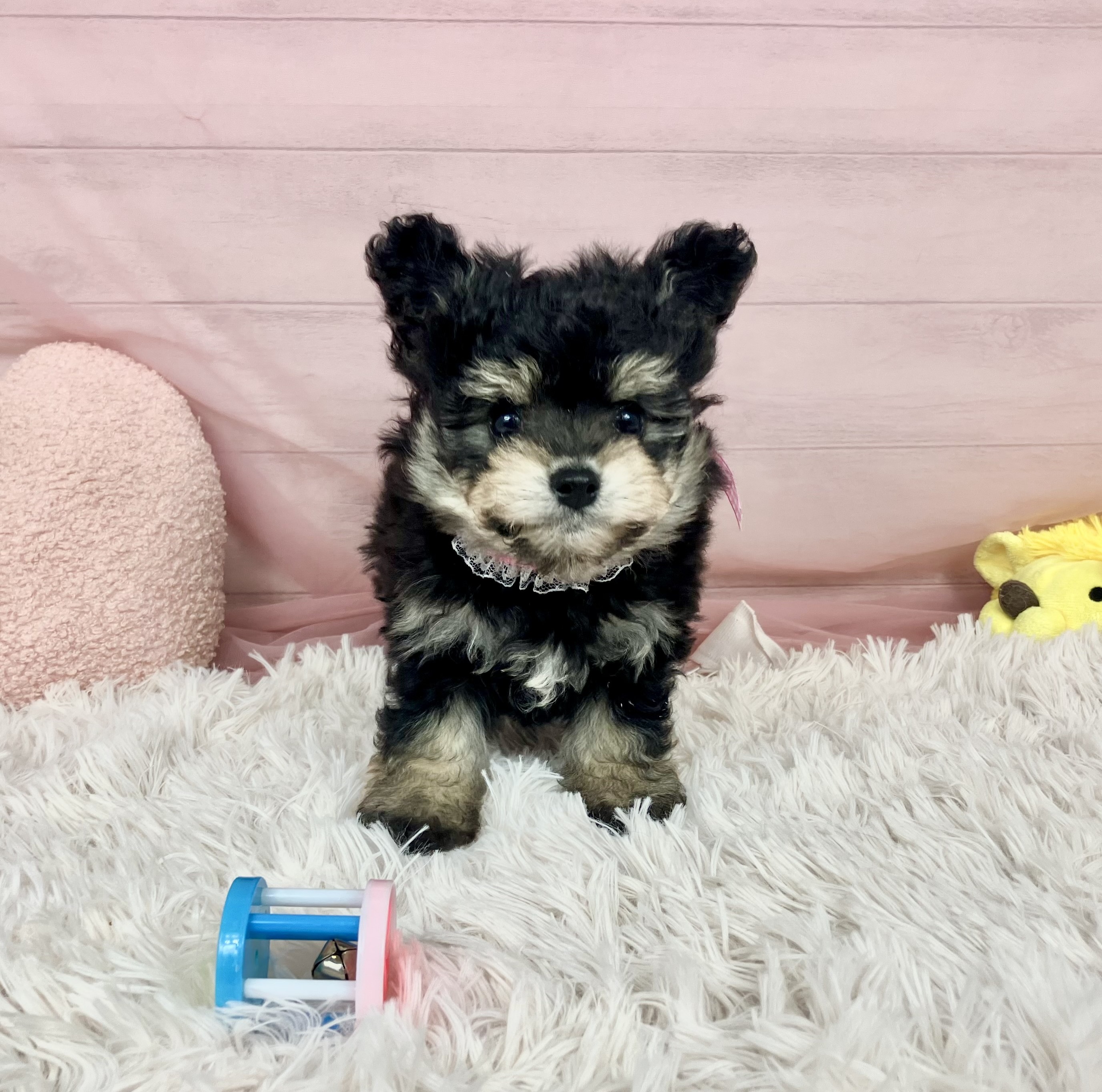 兵庫県のポメビション(ポメラニアン×ビションフリーゼ) (犬の家＆猫の里川西店/2025年9月13日生まれ/女の子/ブラックタン)の子犬の1枚目の画像