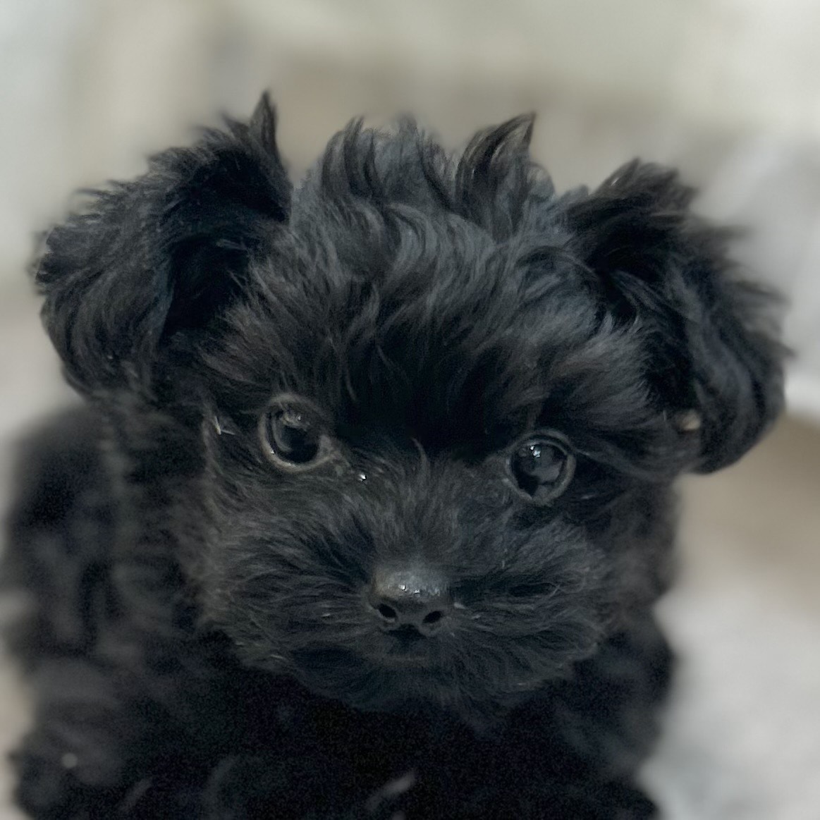 岡山県のヨープー(ヨークシャーテリア×プードル) (犬の家＆猫の里倉敷店/2025年9月13日生まれ/男の子/ブラック)の子犬