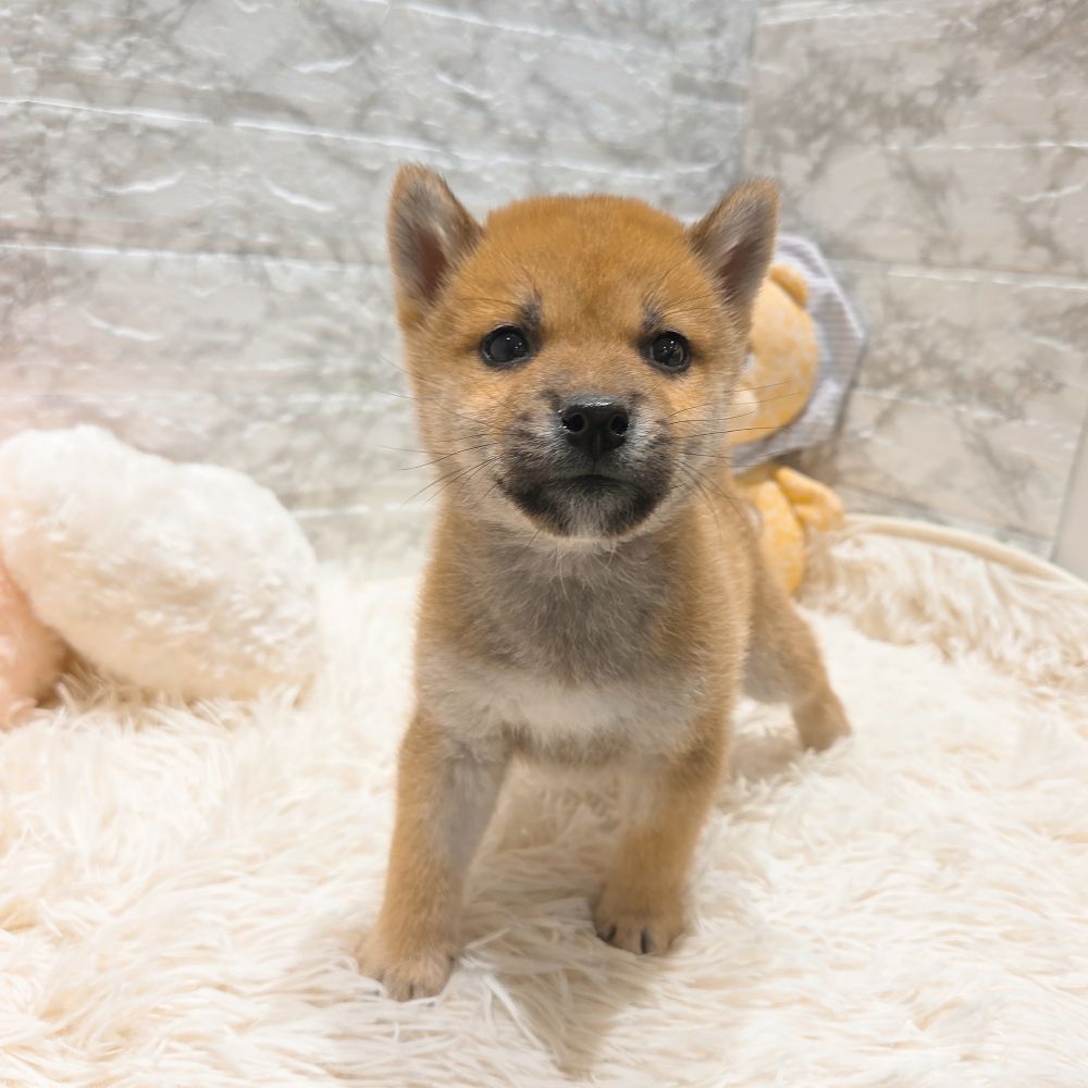 愛知県の柴犬(標準サイズ) (犬の家＆猫の里MiO香久山店/2025年9月13日生まれ/男の子/赤)の子犬の2枚目の画像