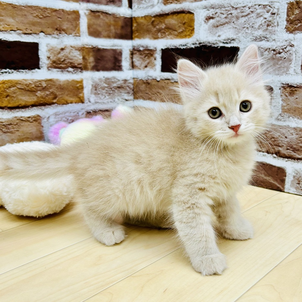愛知県のサイベリアン (犬の家＆猫の里七宝店/2025年9月11日生まれ/男の子/クリームタビー)の子猫の1枚目の画像