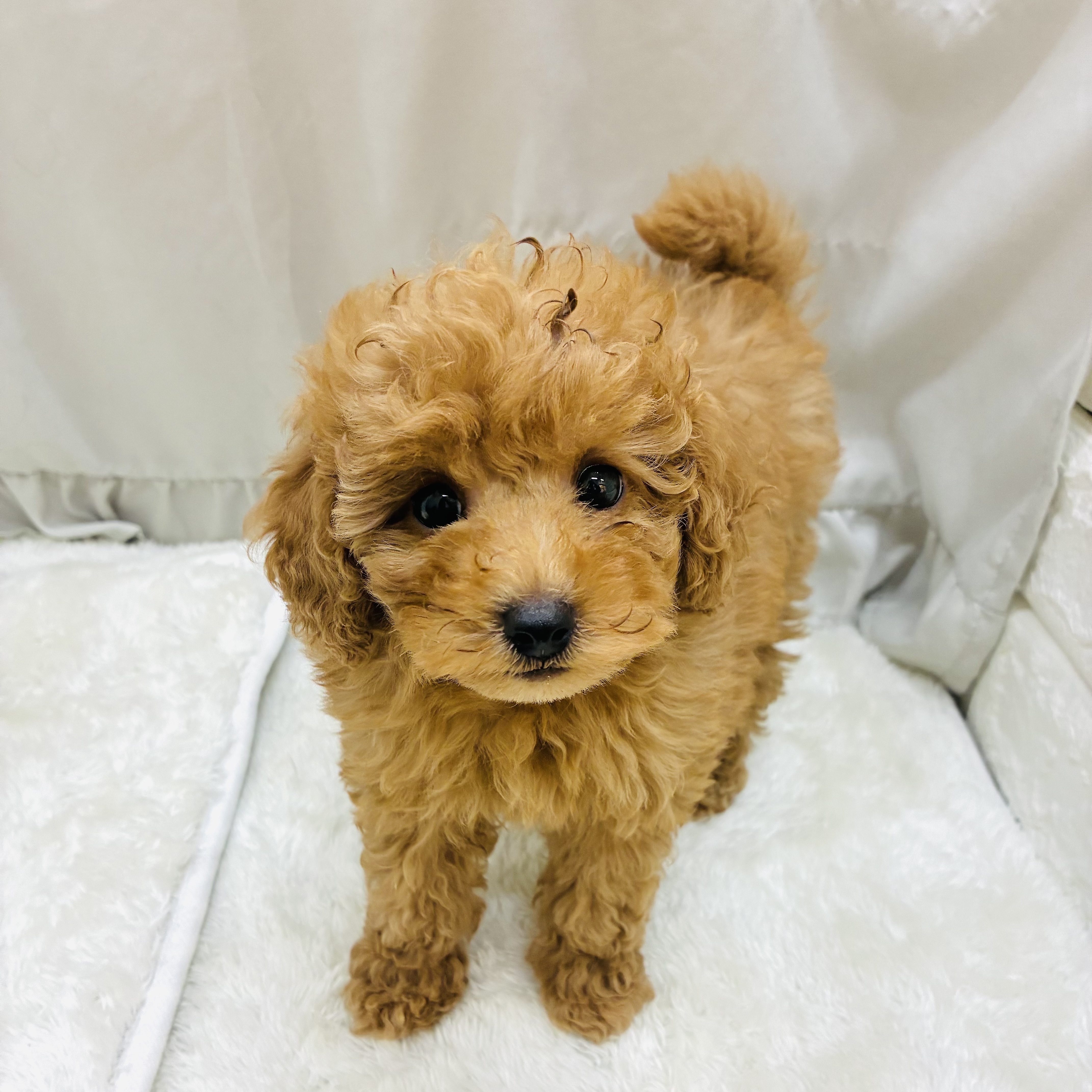 愛知県のトイプードル(トイ) (犬の家＆猫の里アミーゴ神の倉店/2025年9月14日生まれ/男の子/レッド)の子犬の2枚目の画像