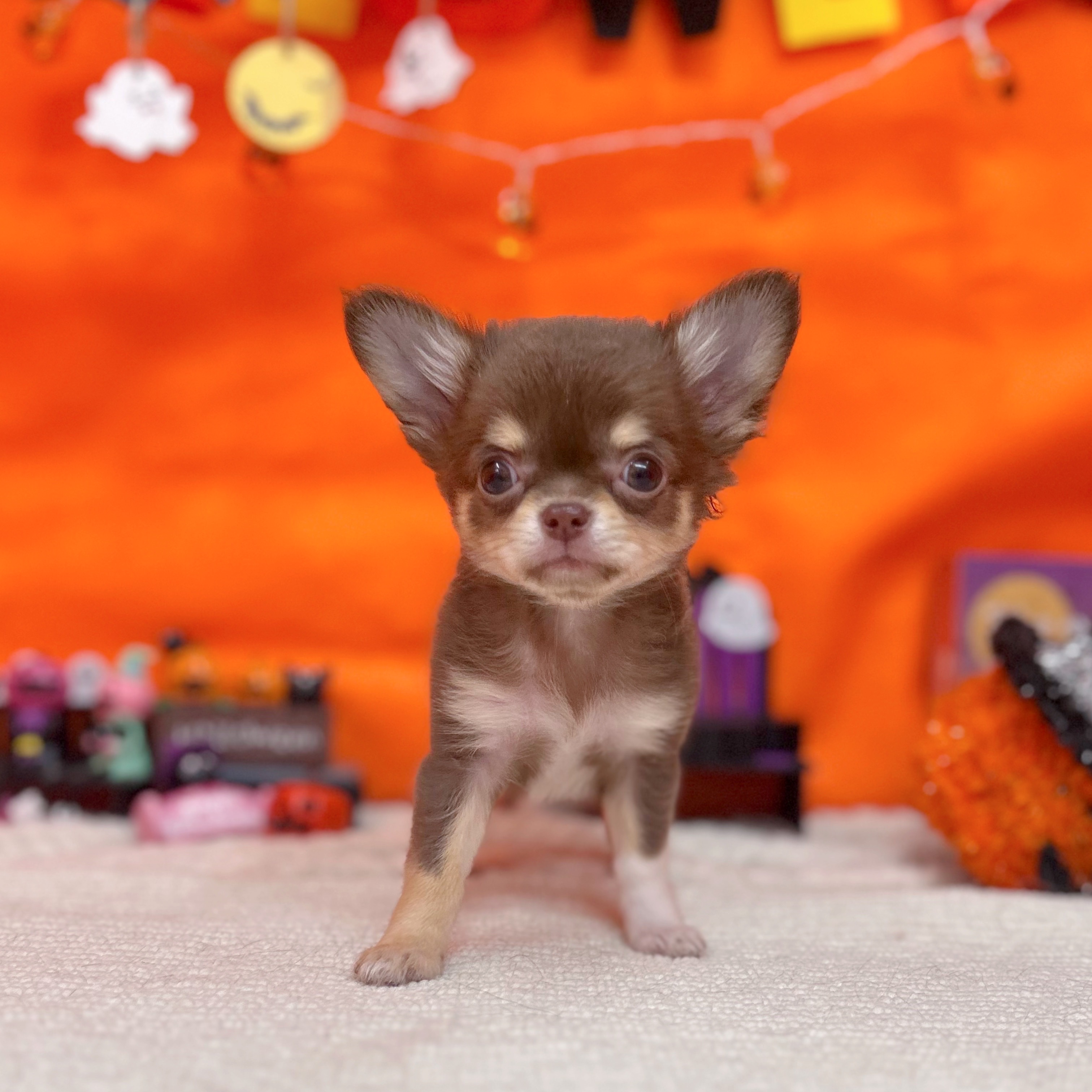 岐阜県のチワワ(ロング) (犬の家＆猫の里岐南店/2025年9月9日生まれ/女の子/チョコレートクリームホワイト)の子犬の1枚目の画像