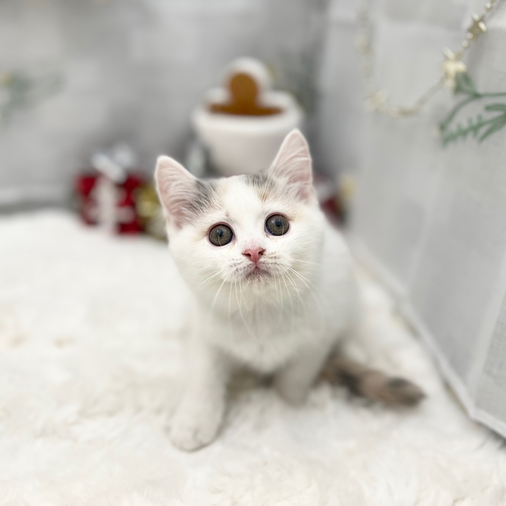 静岡県のマンチカン (犬の家＆猫の里MEGAドン・キホーテ袋井店/2025年9月4日生まれ/女の子/ダイリュートキャリコ)の子猫の2枚目の画像