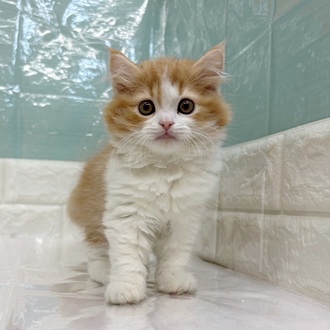 静岡県のスコティッシュストレート (犬の家＆猫の里マークイズ静岡店/2025年9月13日生まれ/男の子/レッドタビーホワイト)の子猫の1枚目の画像