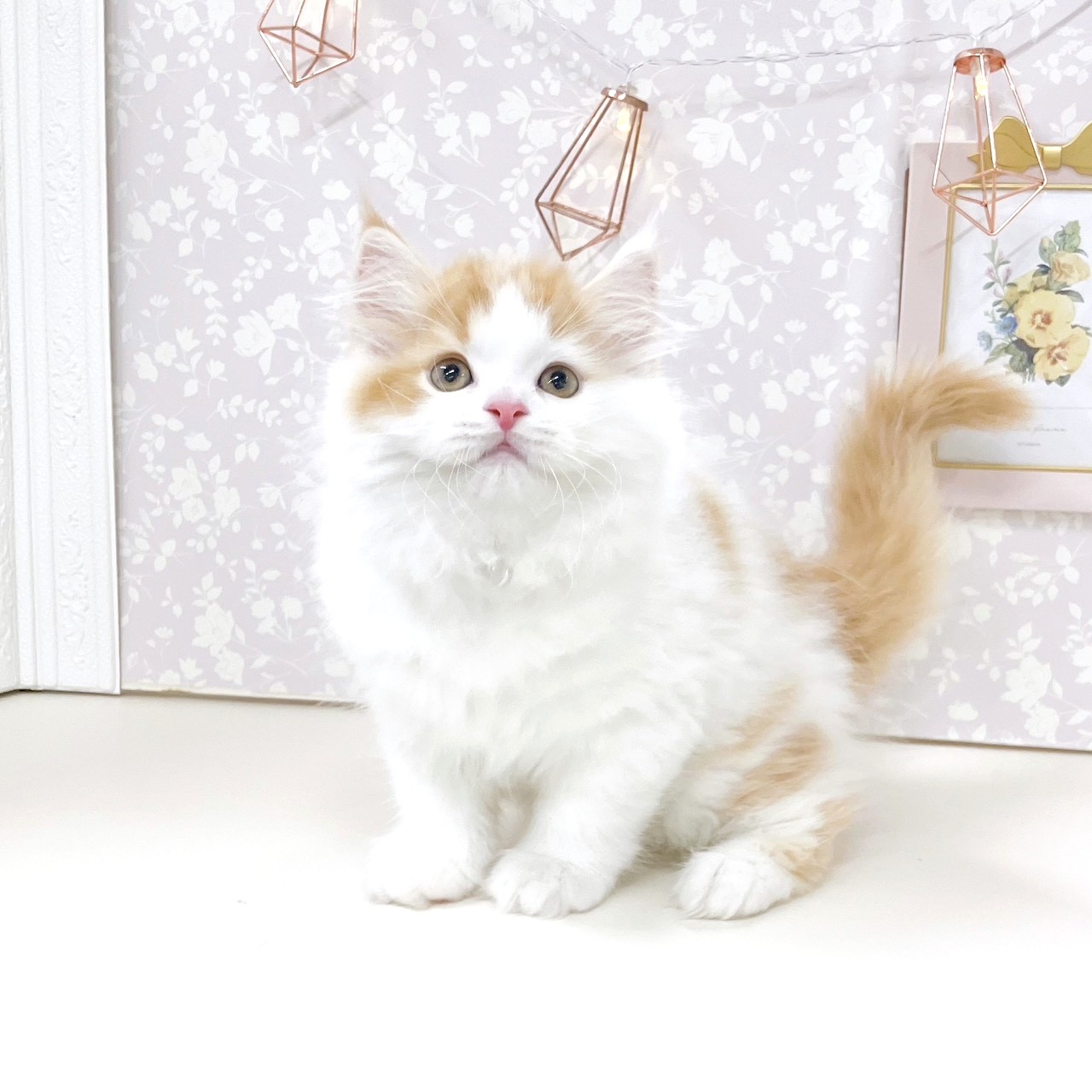 富山県のスコティッシュストレート (犬の家＆猫の里アミーゴ高岡蓮花寺店/2025年9月13日生まれ/男の子/レッドタビーホワイト)の子猫の1枚目の画像