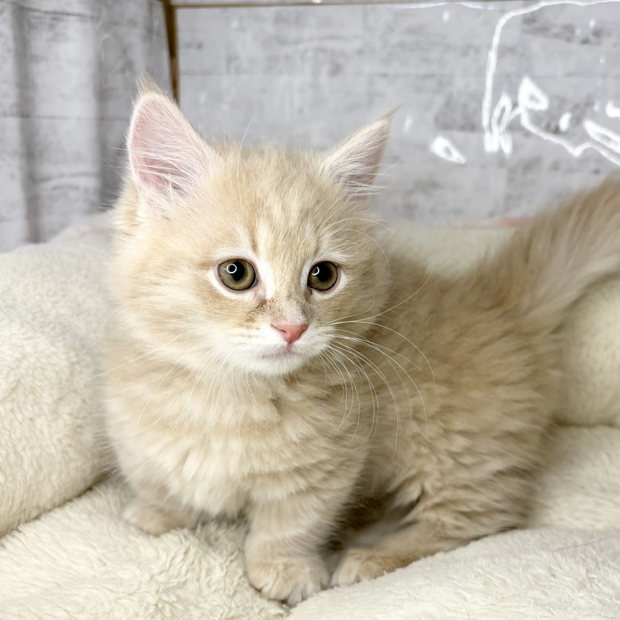 長野県のマンチカン (犬の家＆猫の里塩尻店/2025年9月12日生まれ/男の子/クリームタビー)の子猫の2枚目の画像