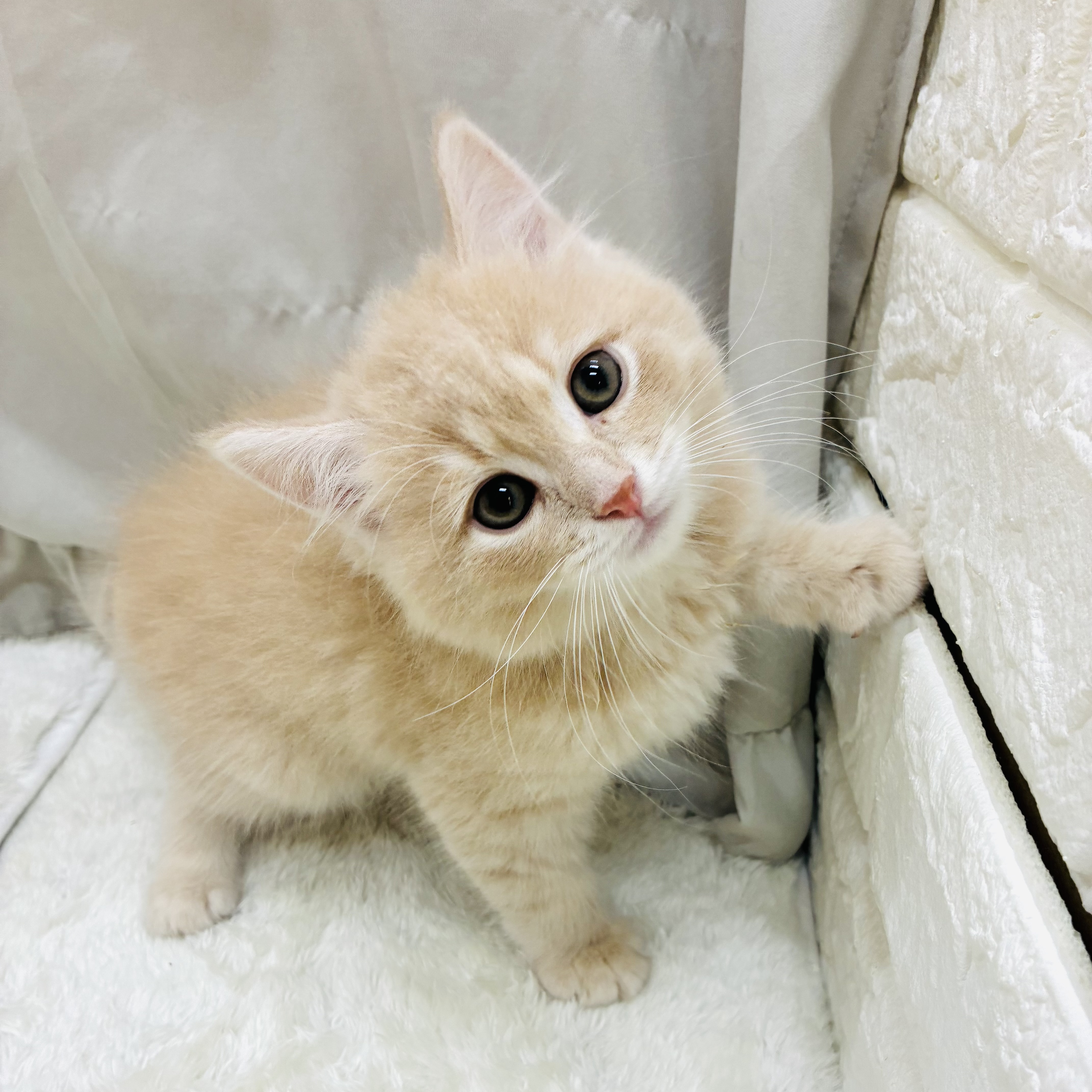 愛知県のマンチカン (犬の家＆猫の里アミーゴ神の倉店/2025年9月12日生まれ/男の子/クリームタビー)の子猫の1枚目の画像