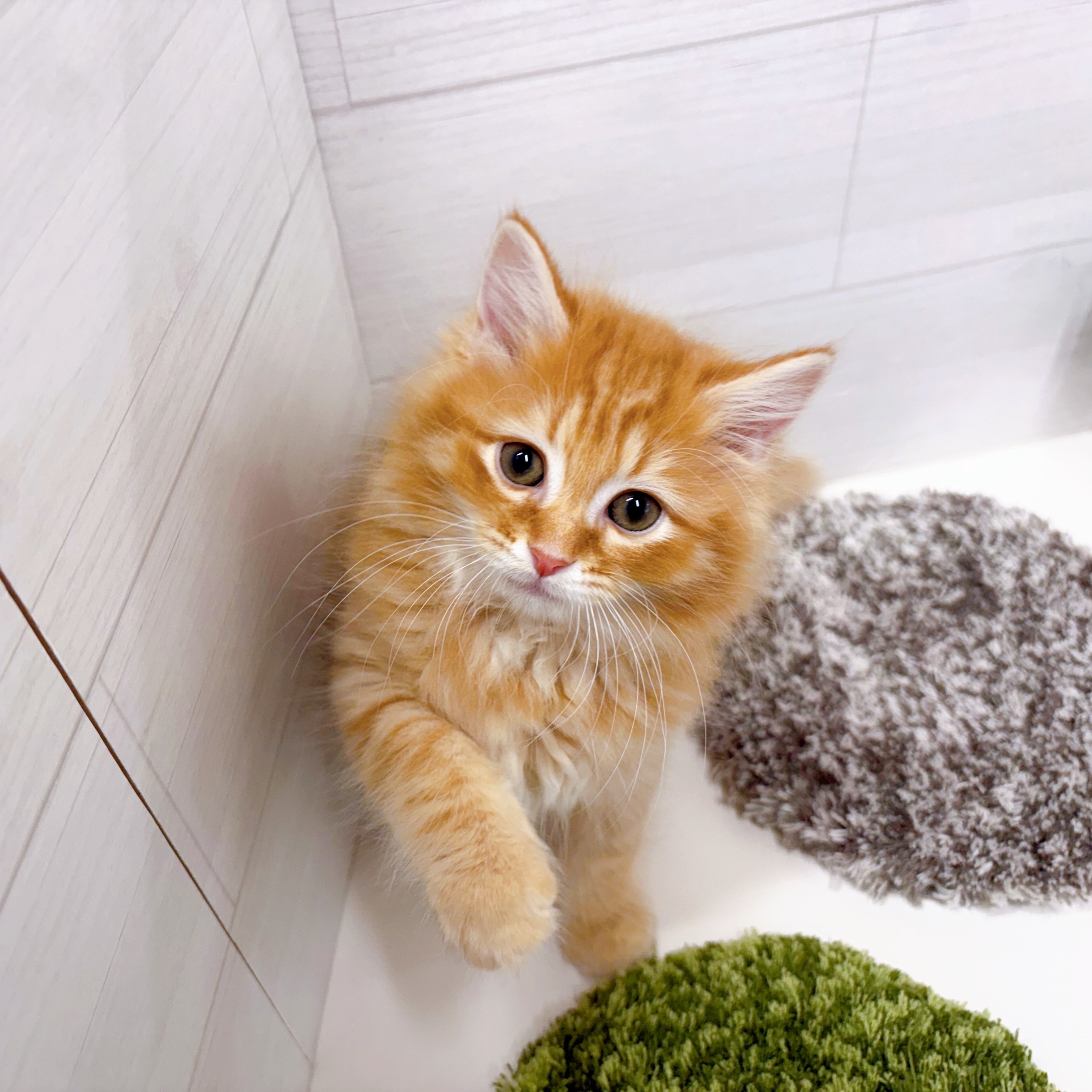 石川県のマンチカン (犬の家＆猫の里アミーゴ金沢おこばた店/2025年9月12日生まれ/男の子/レッドタビー)の子猫の2枚目の画像