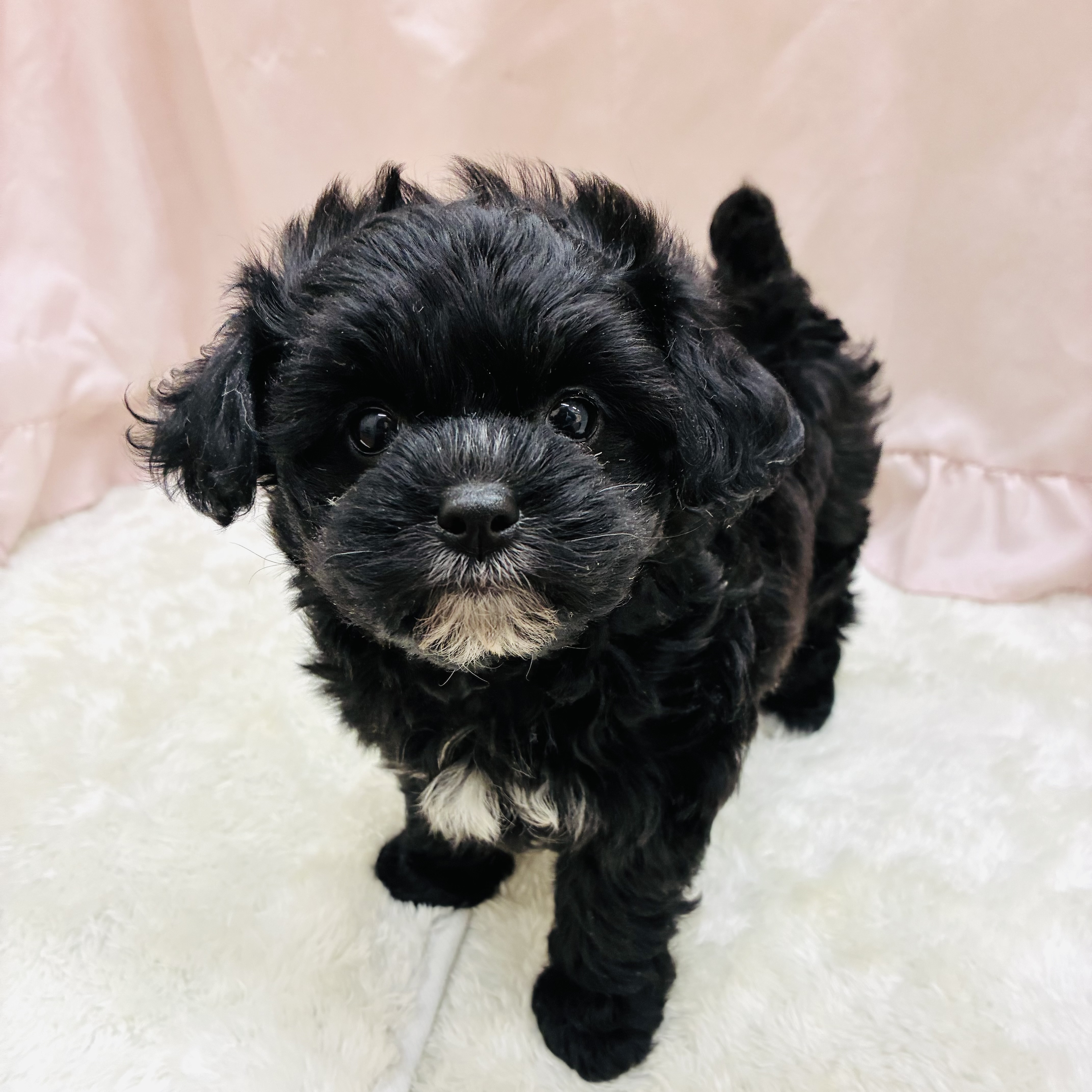 愛知県のチワプー/プーチー(チワワ×プードル) (犬の家＆猫の里アミーゴ神の倉店/2025年9月10日生まれ/女の子/ブラックホワイト)の子犬の2枚目の画像