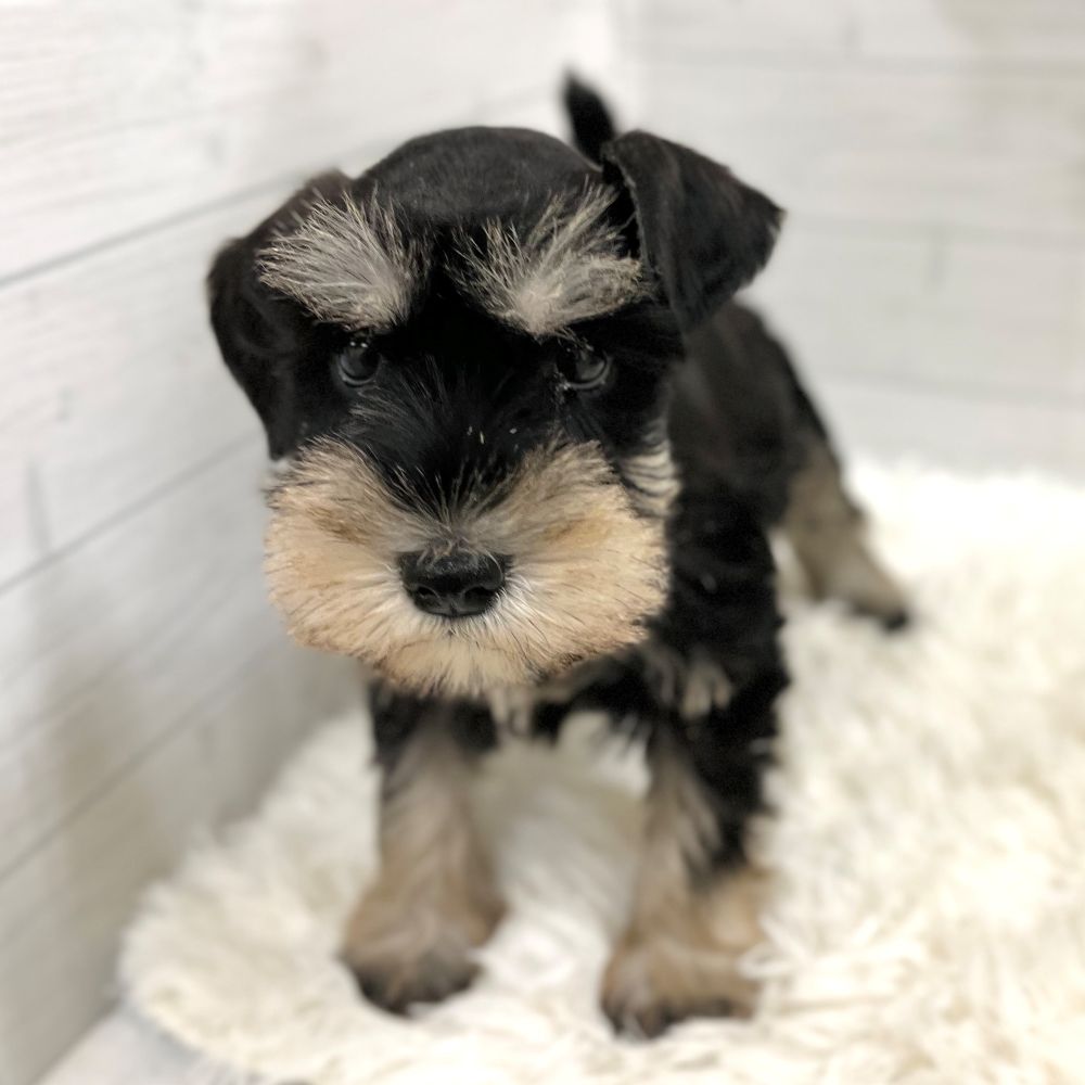 愛知県のミニチュアシュナウザー (犬の家＆猫の里豊田店/2025年9月13日生まれ/男の子/ブラックシルバー)の子犬の2枚目の画像