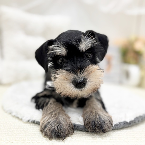 岐阜県のミニチュアシュナウザー (犬の家＆猫の里カラフルタウン岐阜店/2025年9月13日生まれ/女の子/ブラックシルバー)の子犬