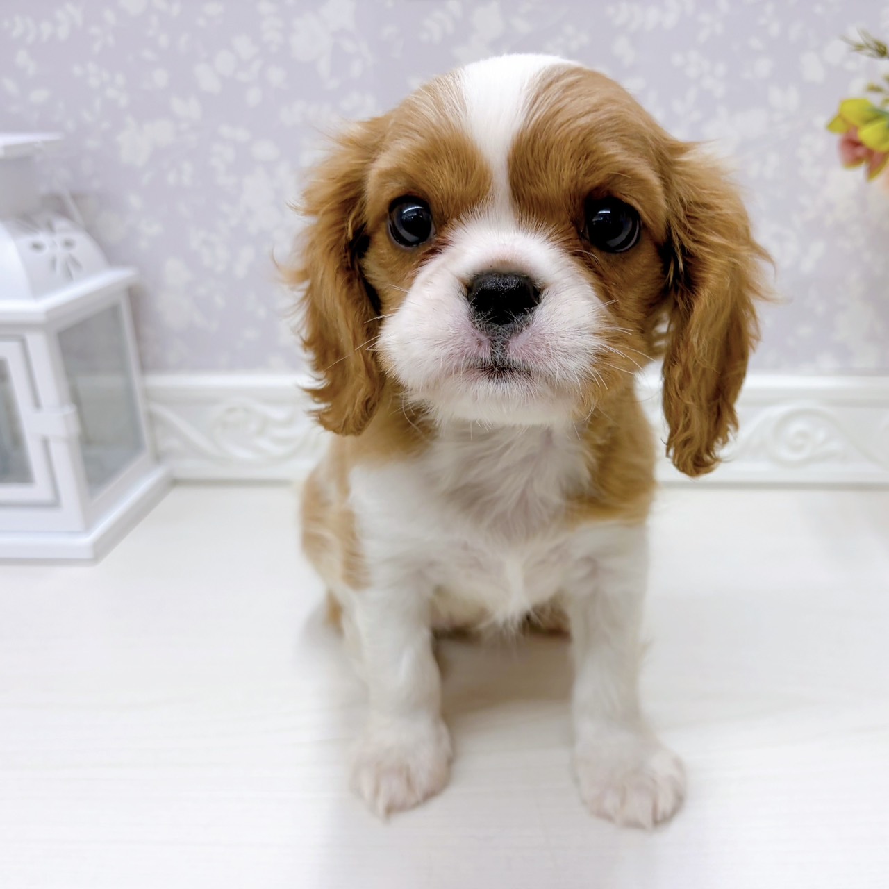 富山県のキャバリアキングチャールズスパニエル (犬の家＆猫の里アミーゴ山室店/2025年9月12日生まれ/女の子/ブレンハイム)の子犬の1枚目の画像