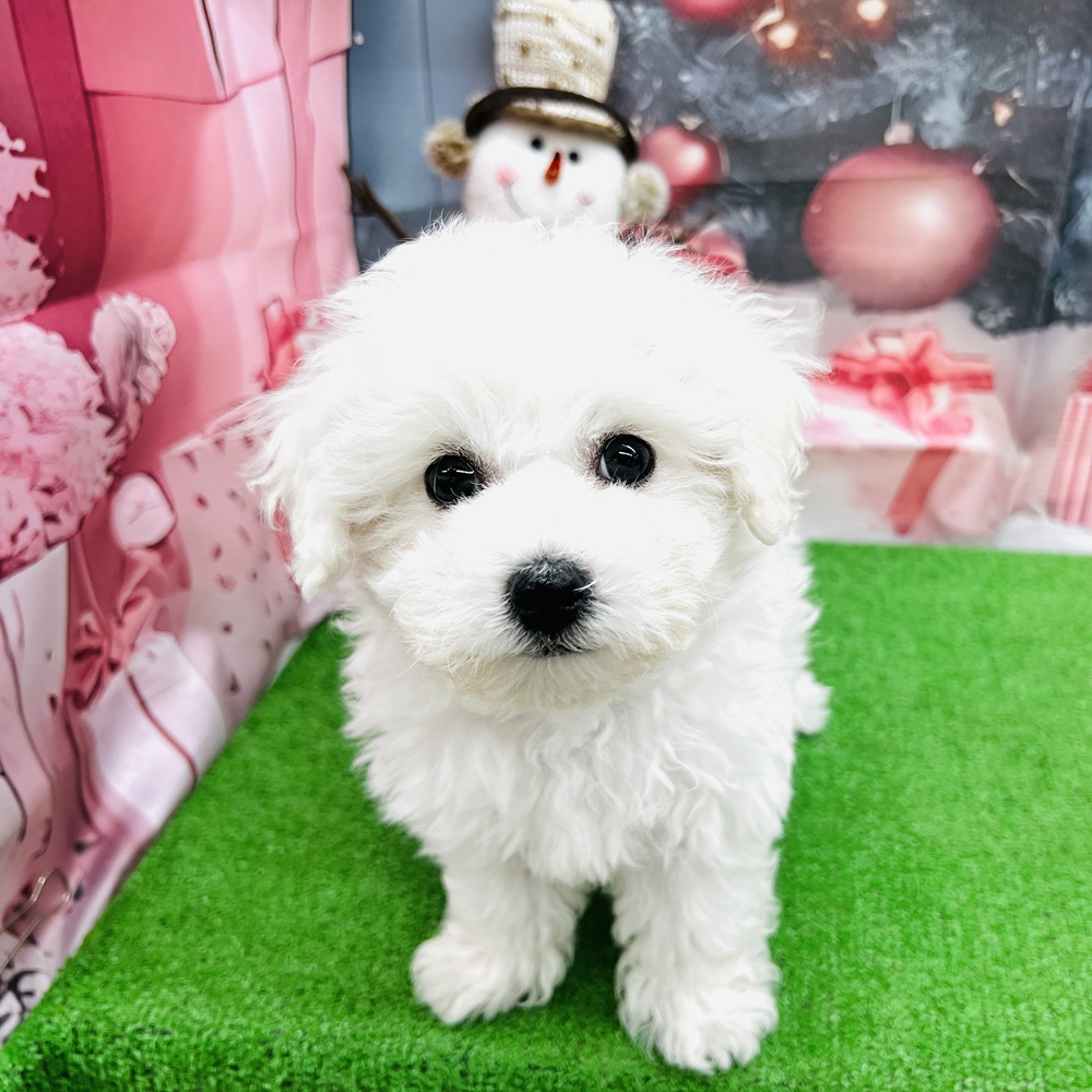 愛知県のビションフリーゼ (犬の家＆猫の里名古屋天白店/2025年9月7日生まれ/男の子/ホワイト)の子犬の1枚目の画像