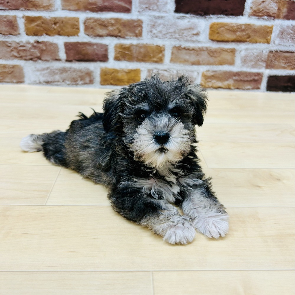 愛知県のハーフ犬・ミックス犬 (犬の家＆猫の里七宝店/2025年9月15日生まれ/女の子/ソルトペッパー)の子犬の2枚目の画像