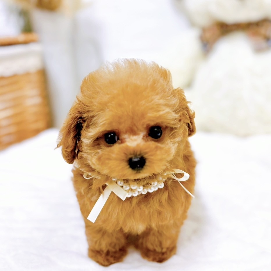 滋賀県のトイプードル(ティーカップ) (犬の家＆猫の里近江八幡店/2025年9月4日生まれ/女の子/レッド)の子犬の1枚目の画像