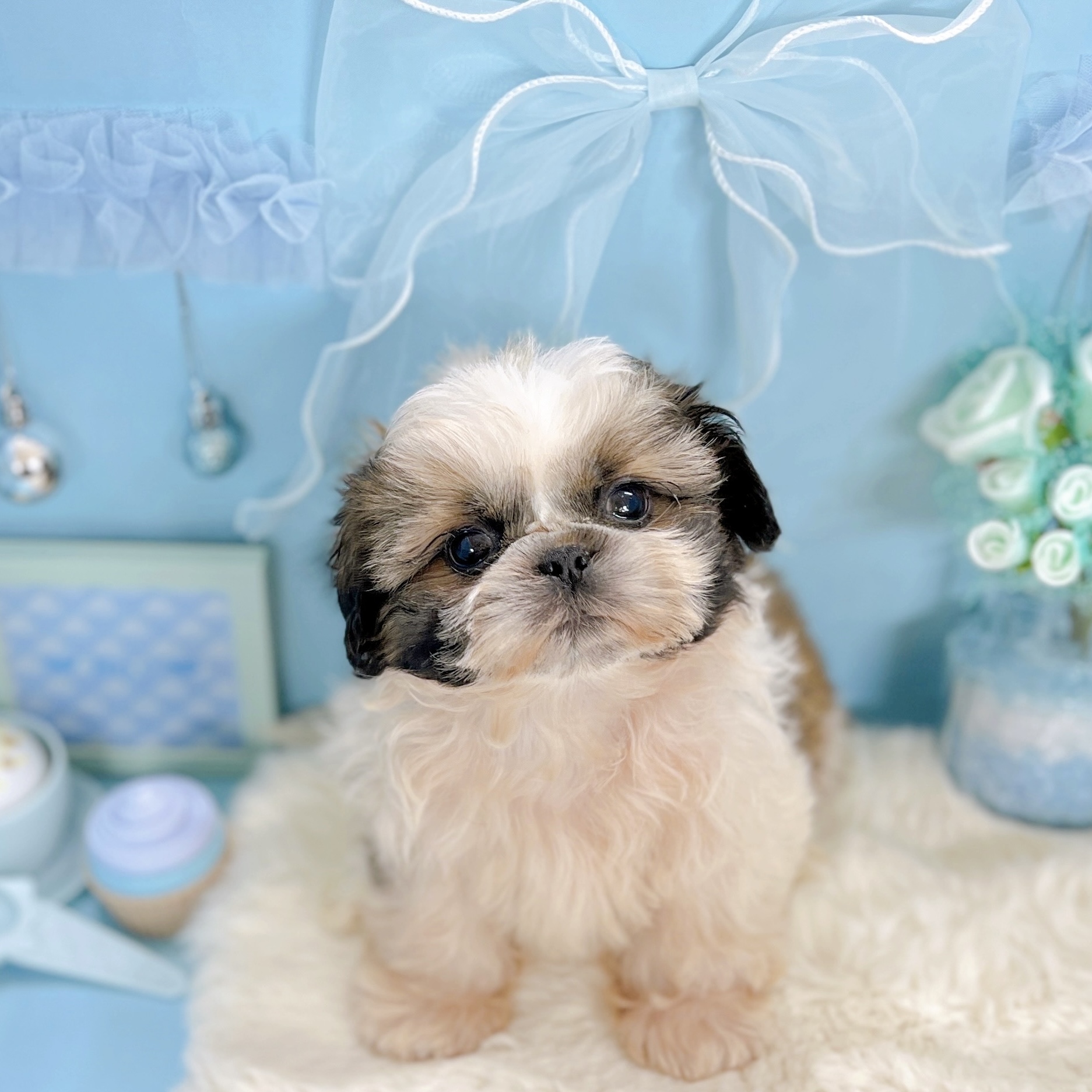 福井県のシーズー (犬の家＆猫の里アミーゴ福井大和田店/2025年9月16日生まれ/男の子/ホワイトゴールド)の子犬の2枚目の画像