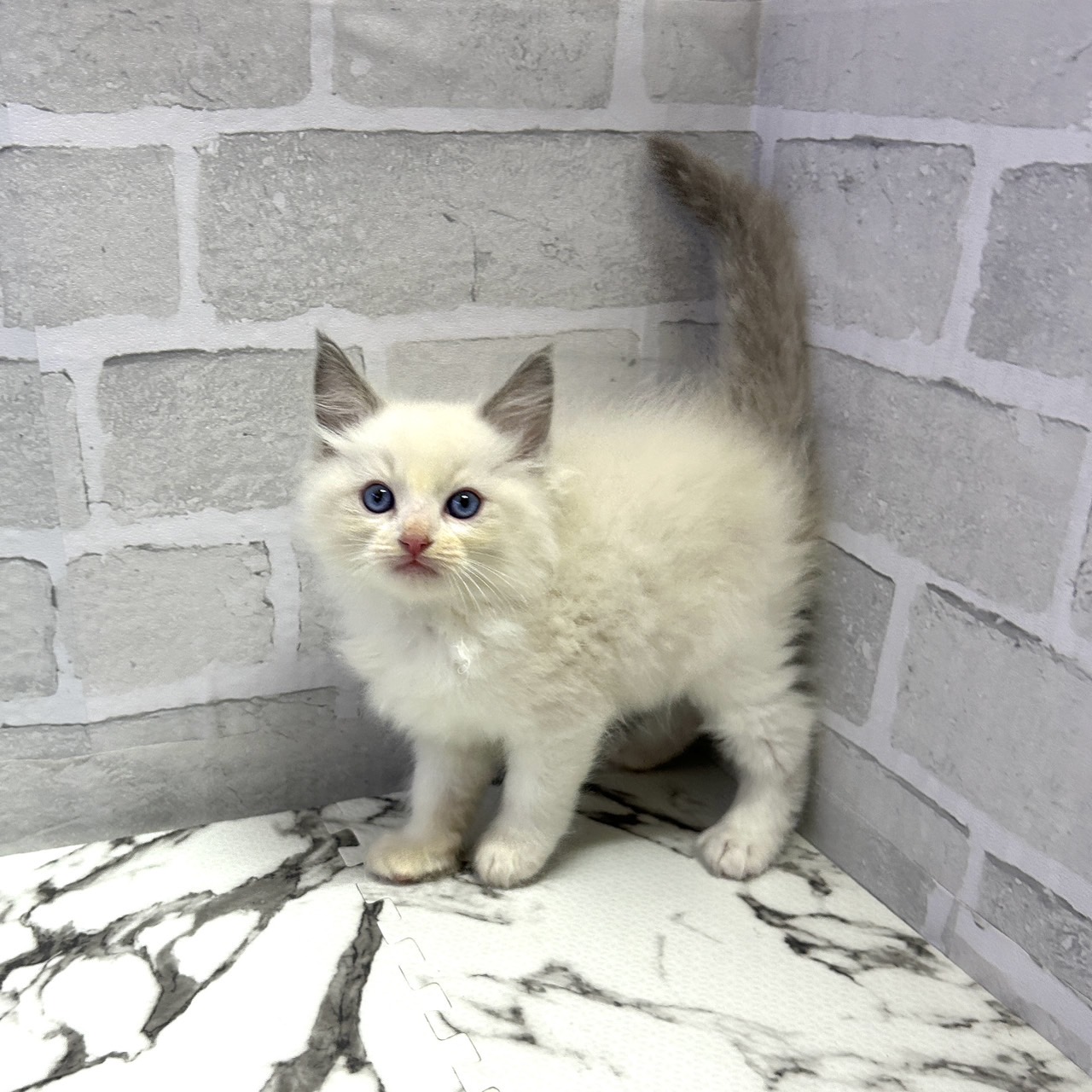 愛知県のラグドール (犬の家＆猫の里岡崎店/2025年9月16日生まれ/男の子/ブルーポイントバイカラー)の子猫の1枚目の画像