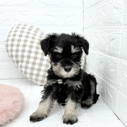 愛知県のミニチュアシュナウザー (犬の家＆猫の里豊川インター店/2025年9月15日生まれ/女の子/ブラックシルバー)の子犬