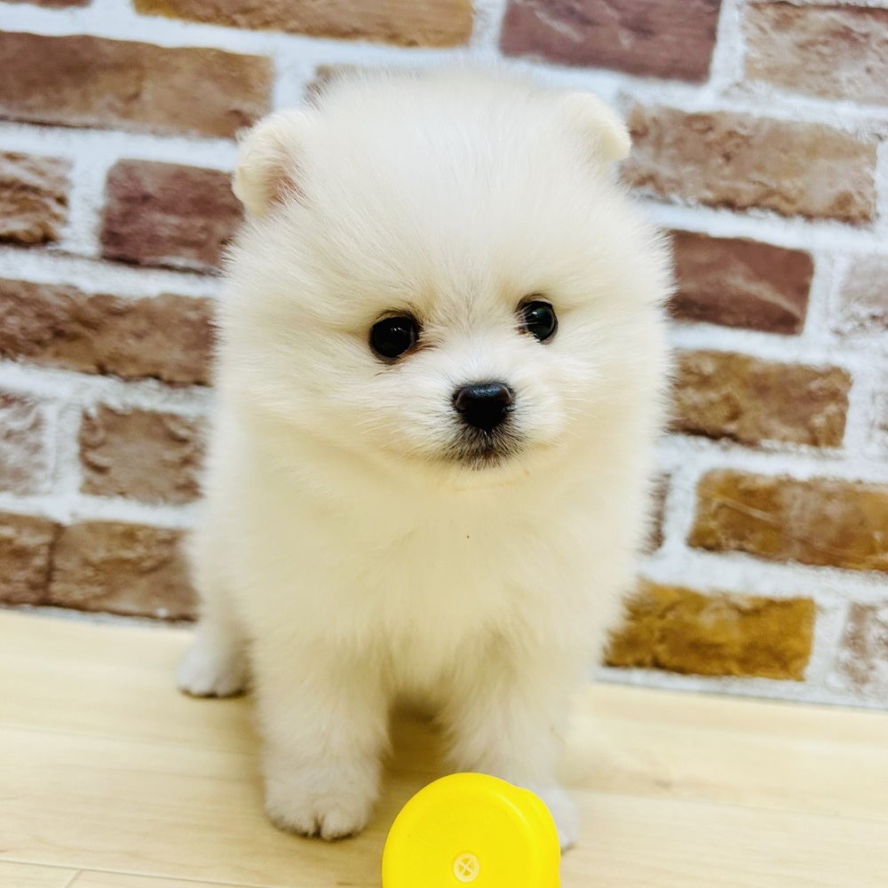 愛知県のポメラニアン (犬の家＆猫の里七宝店/2025年9月14日生まれ/男の子/ホワイト)の子犬の2枚目の画像