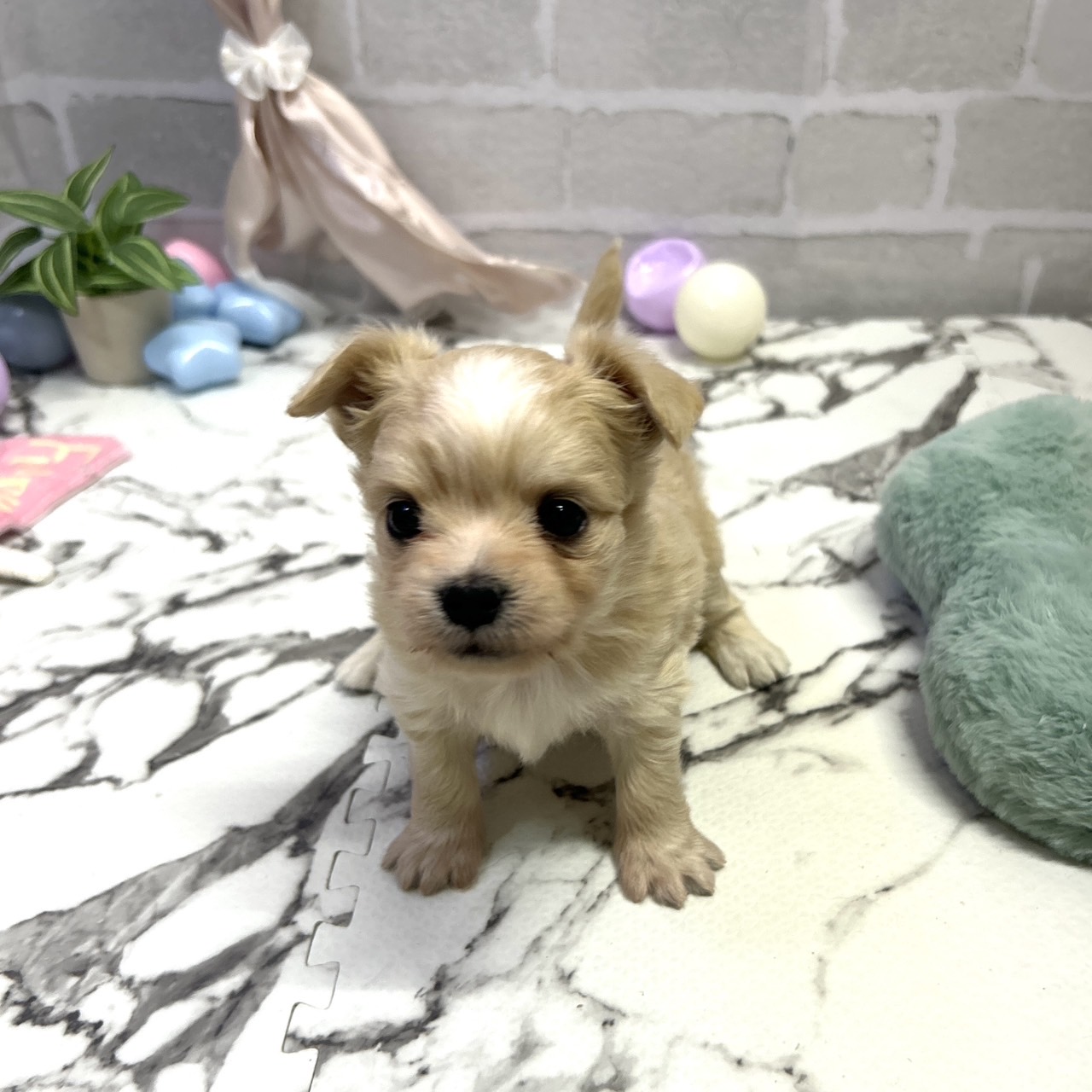 愛知県のチワマル/マルチワ(チワワ×マルチーズ) (犬の家＆猫の里岡崎店/2025年9月15日生まれ/女の子/クリーム)の子犬の2枚目の画像