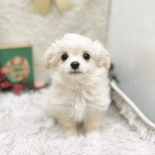 静岡県のチワマル/マルチワ(チワワ×マルチーズ) (犬の家＆猫の里藤枝店/2025年9月15日生まれ/女の子/クリーム)の子犬の1枚目の画像